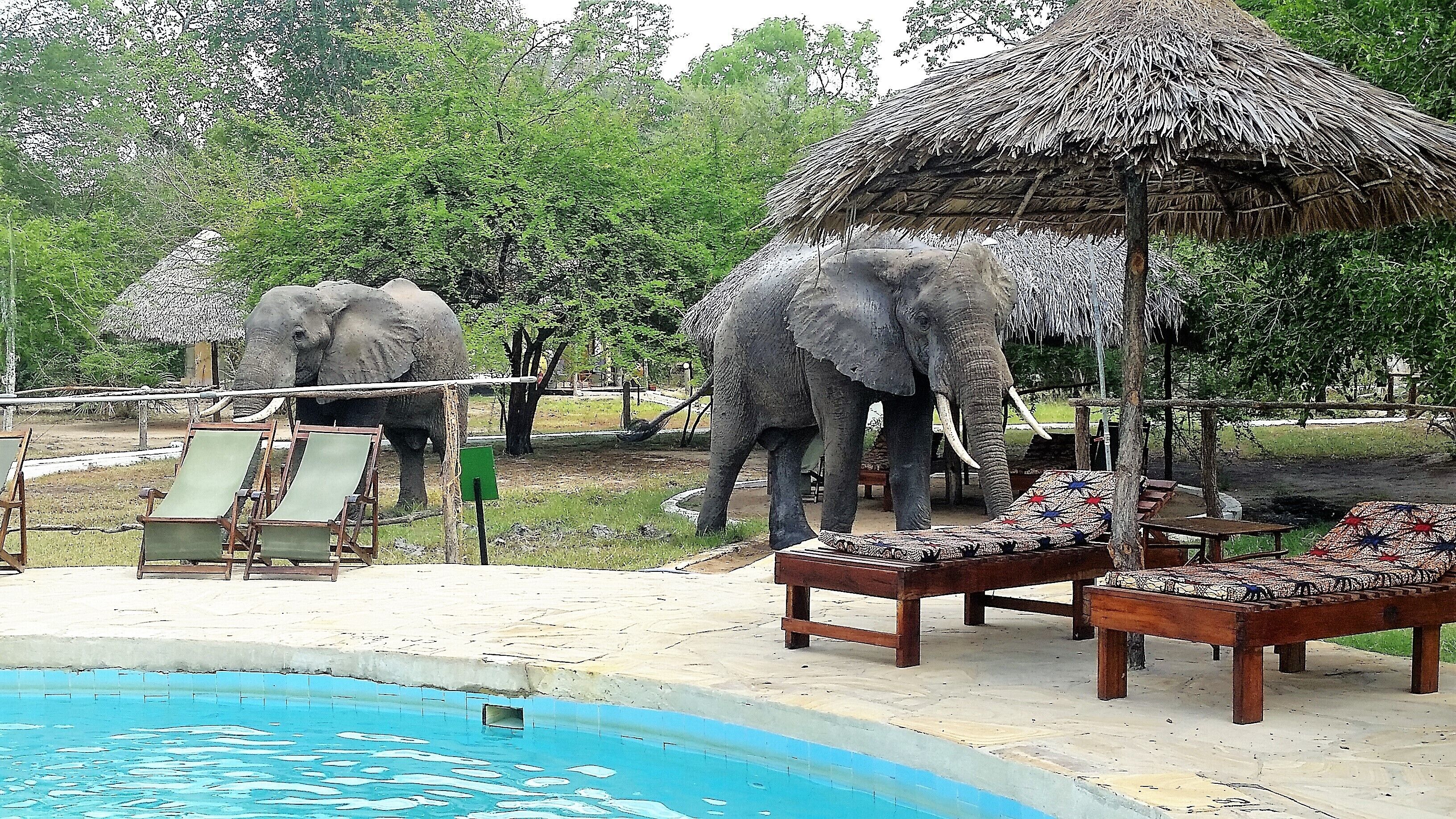 Africa Safari Selous