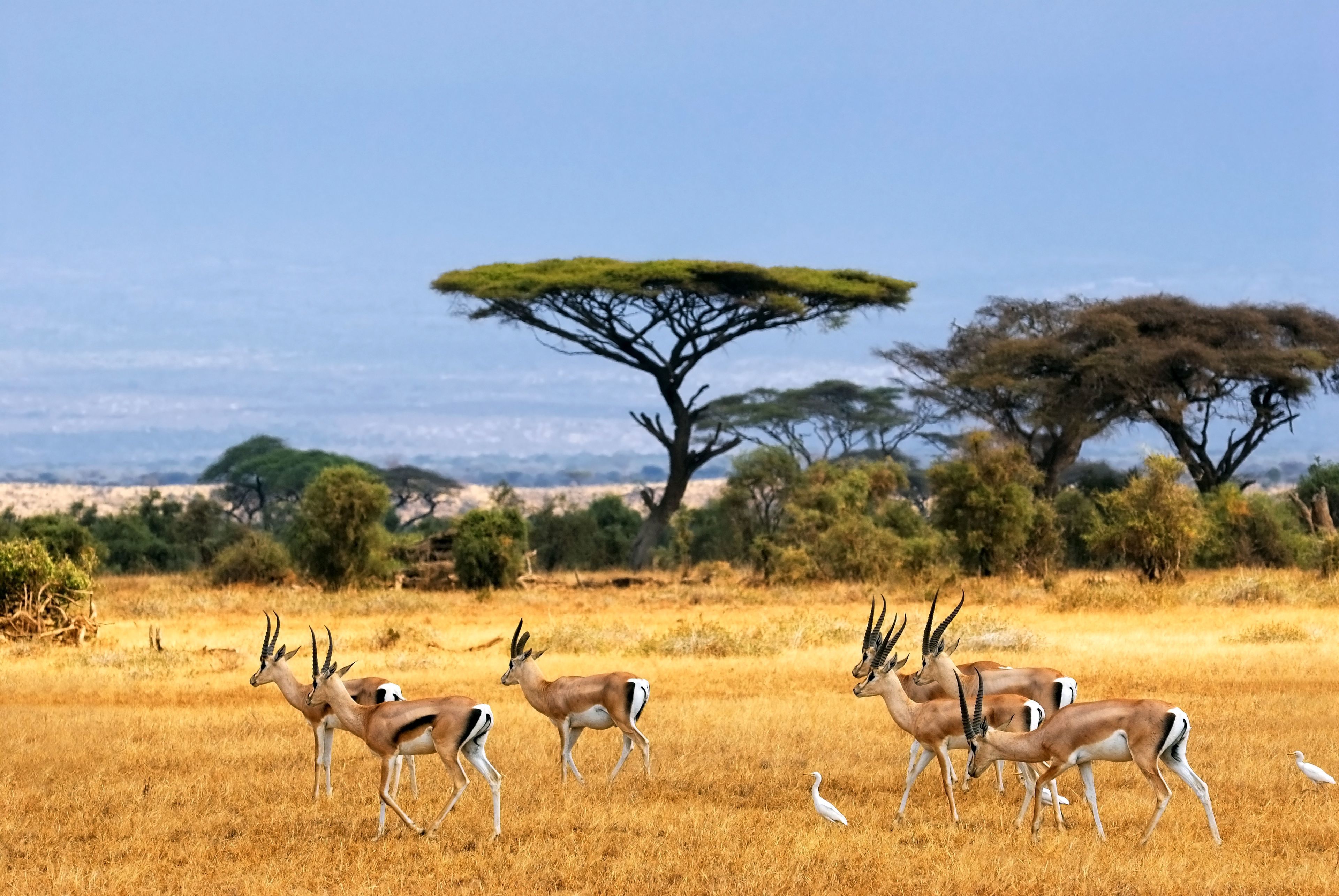 Africa Safari Selous