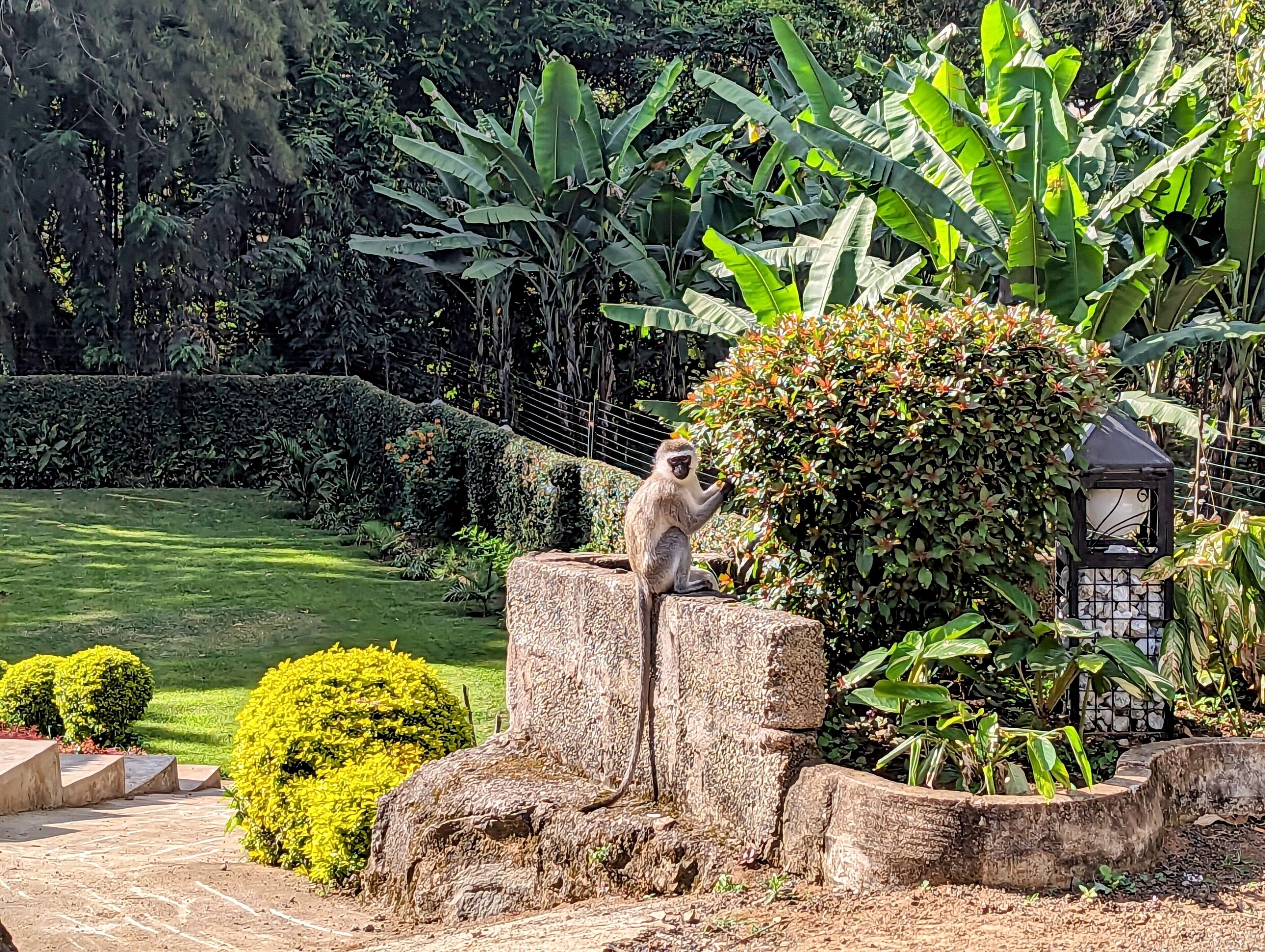 Mvuli Hotel