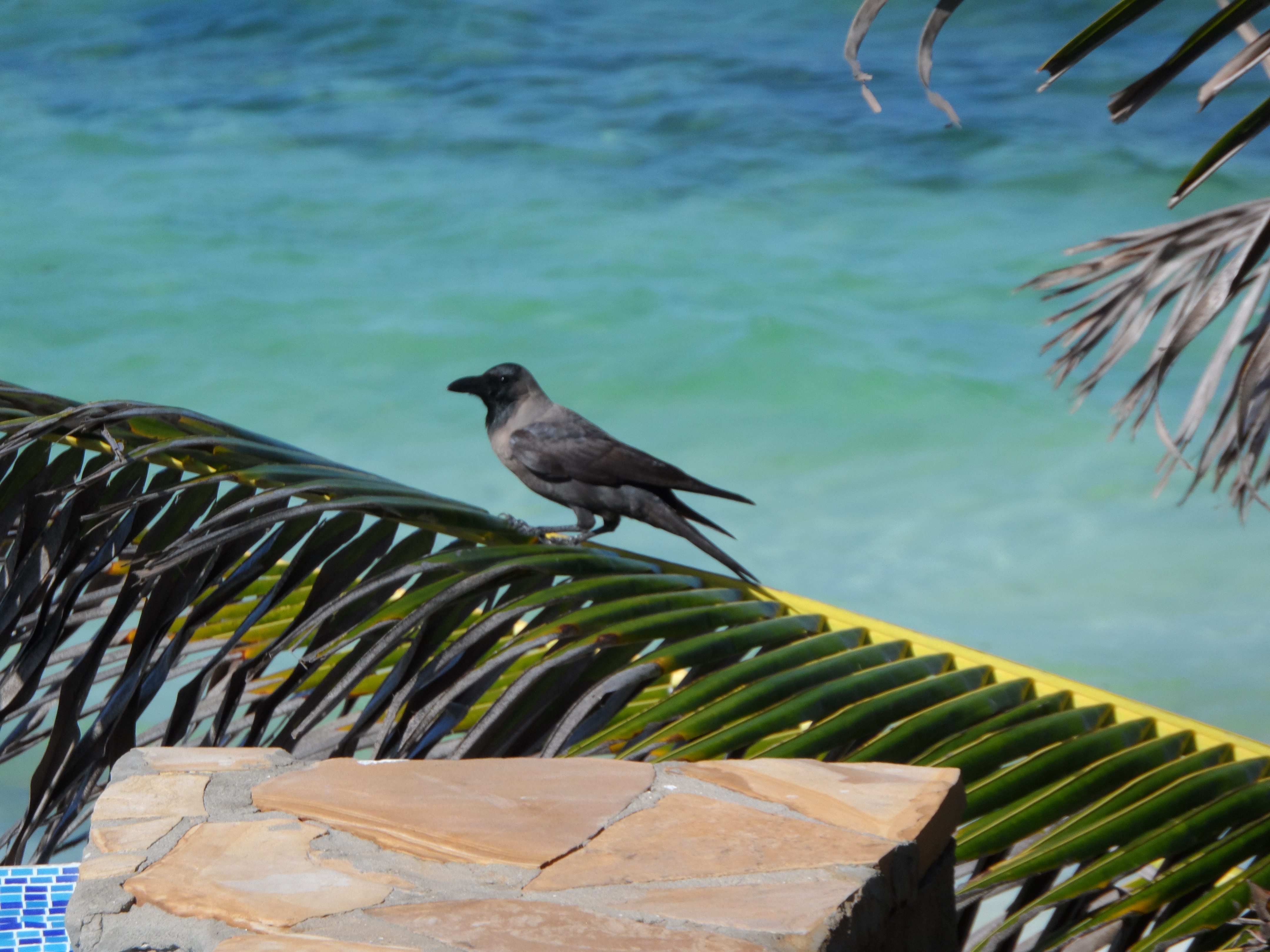 Pearl Beach by Sansi