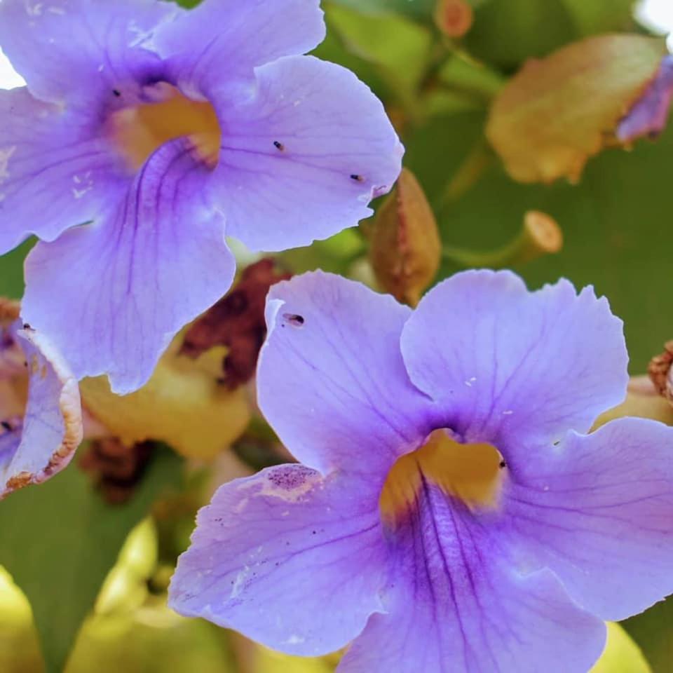 Mahali Bed and Breakfast