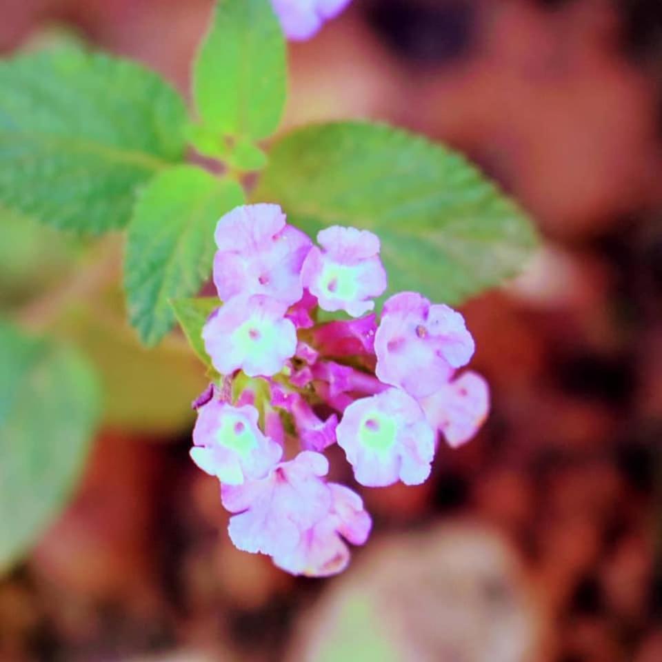 Mahali Bed and Breakfast