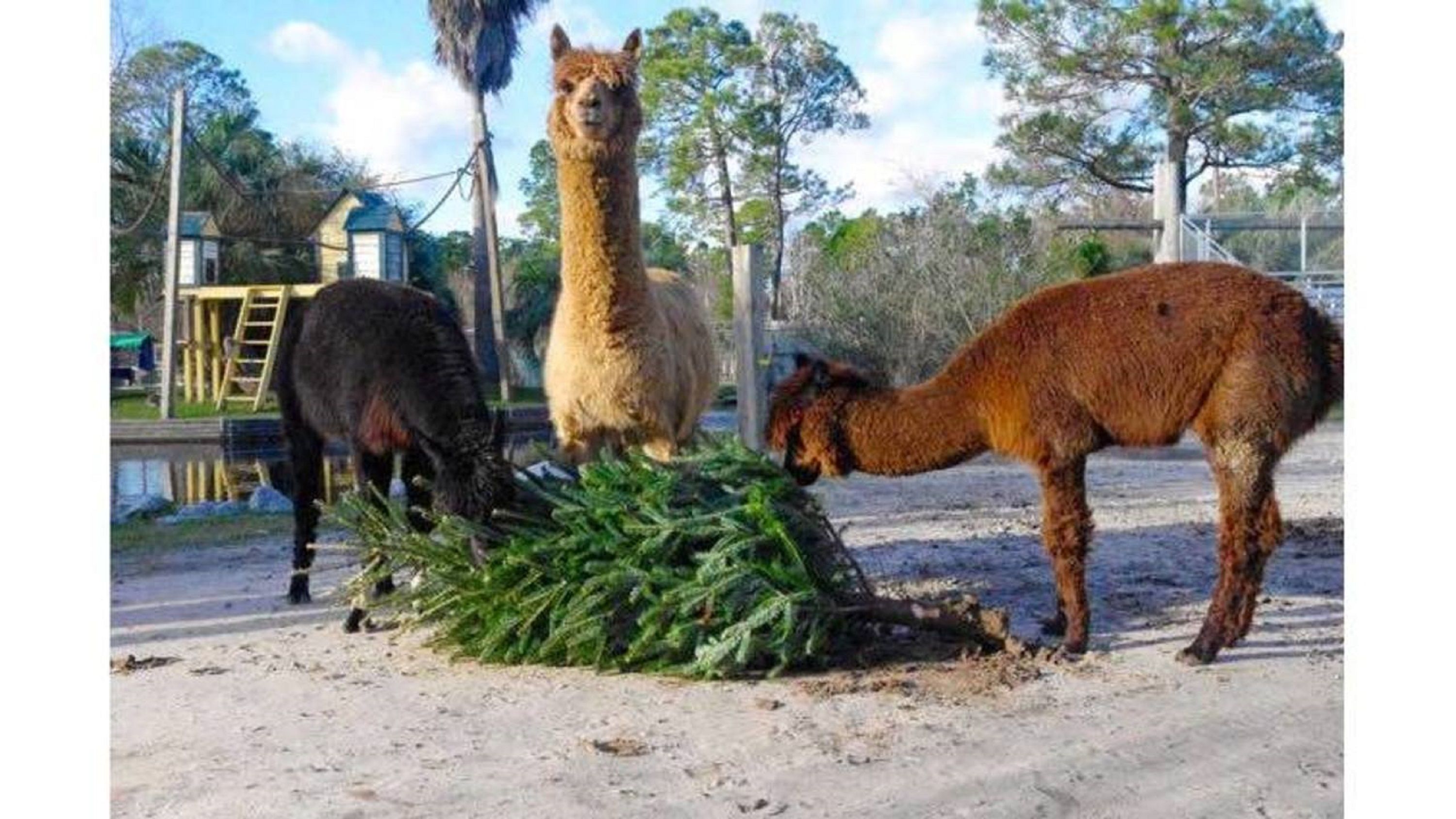 SunSwept by Hosteeva