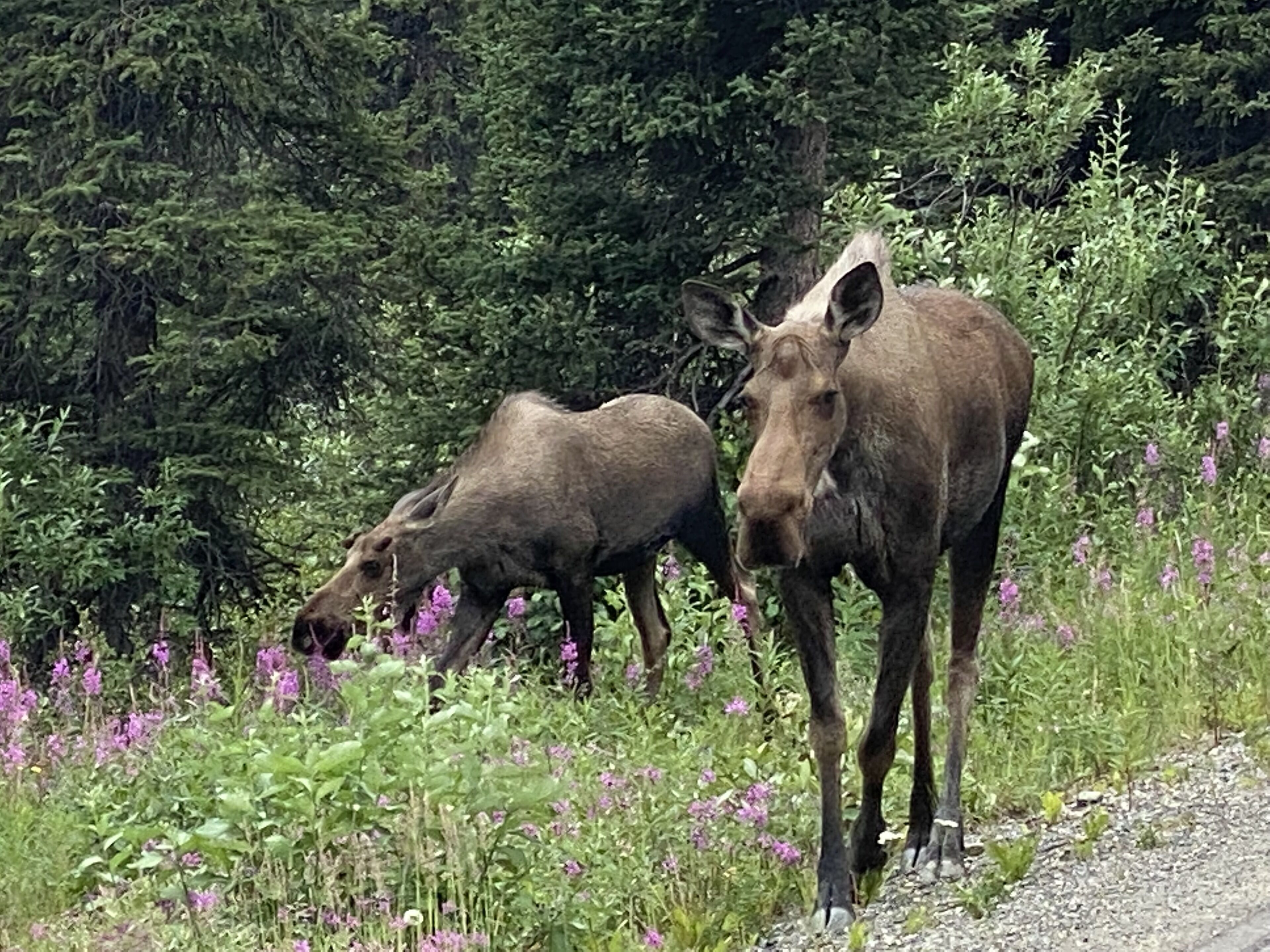 Denali RV Park And Motel