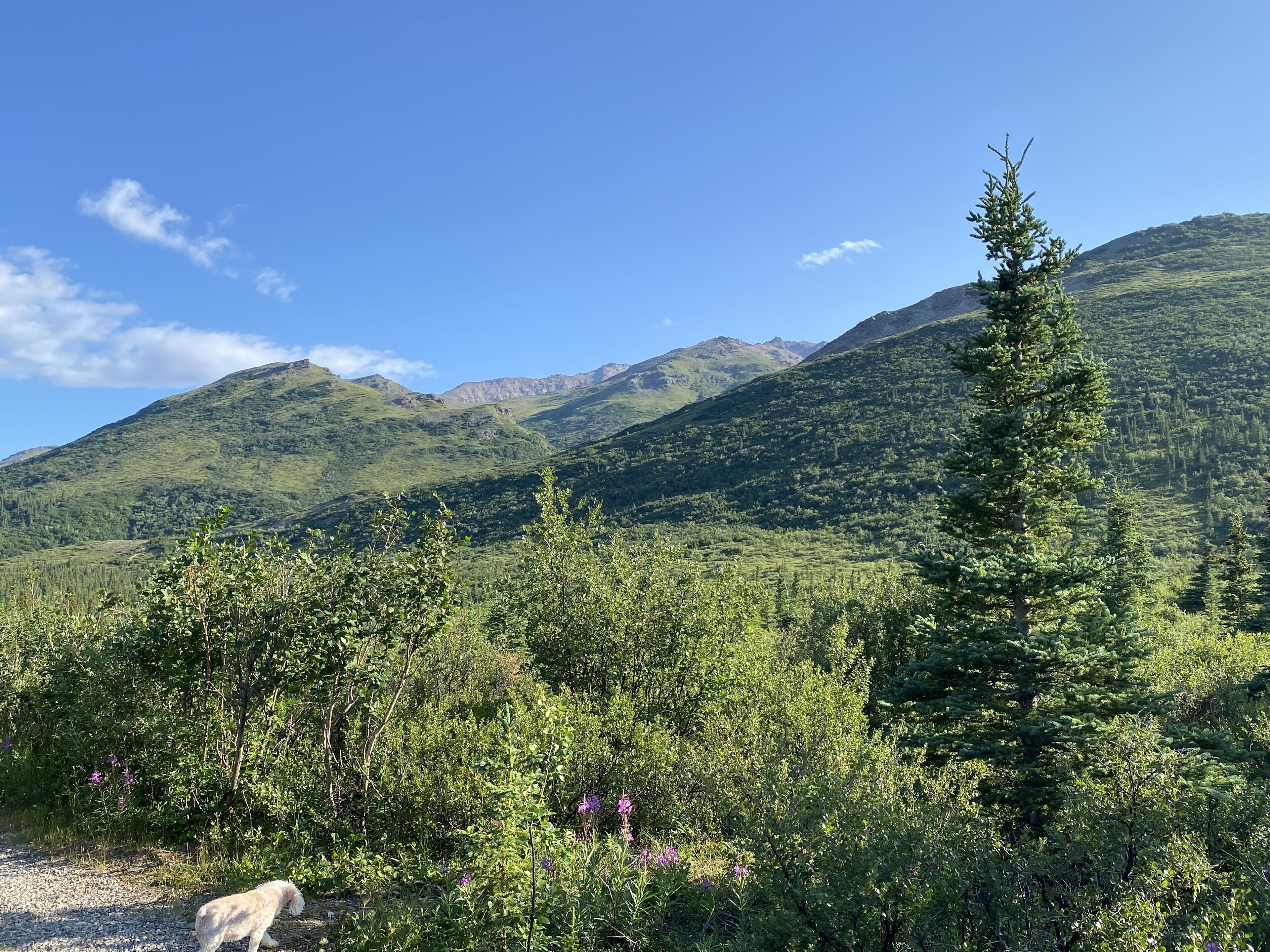 Denali RV Park And Motel
