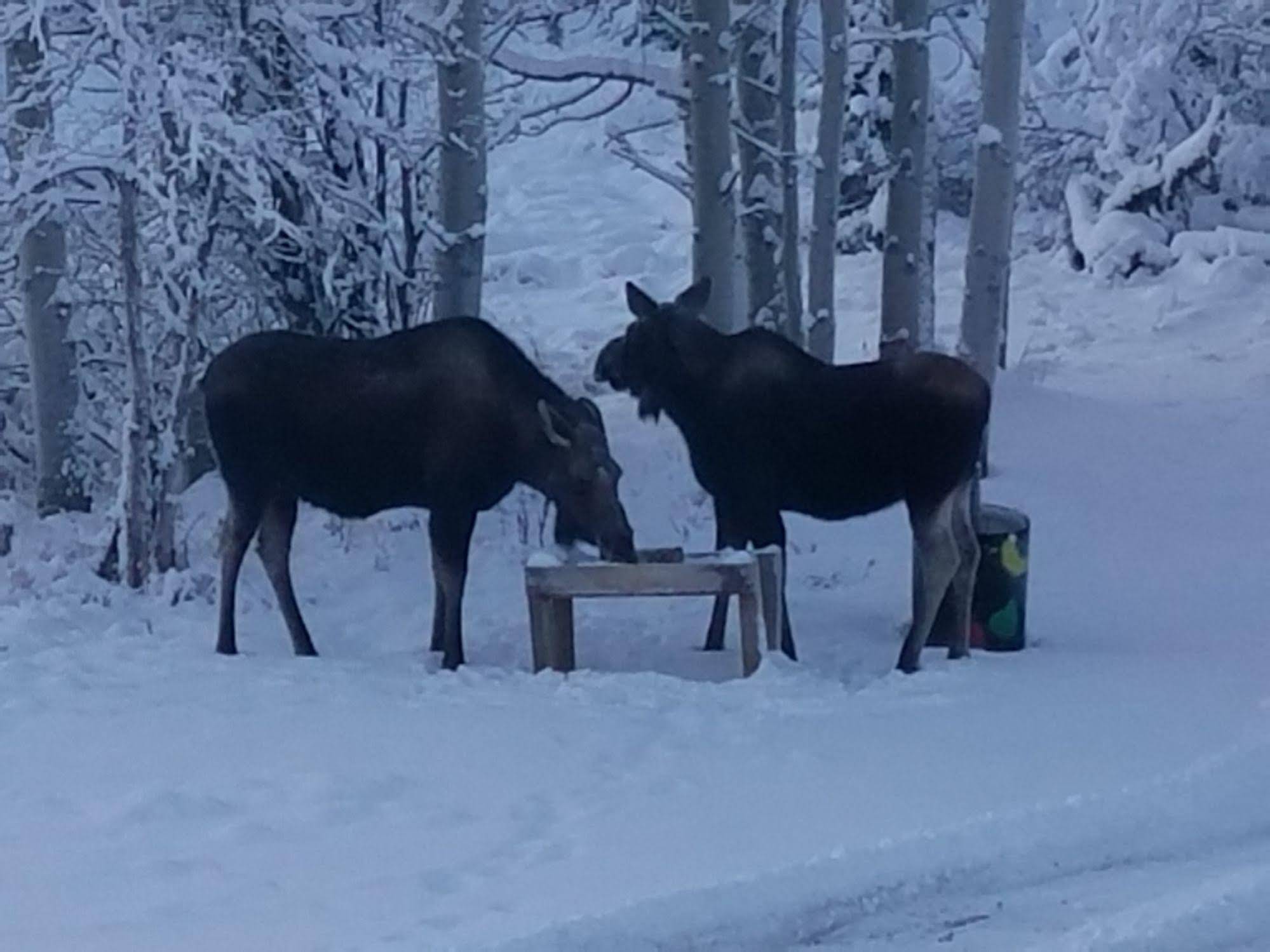 Denali Touch of Wilderness Bed and Breakfast Inn