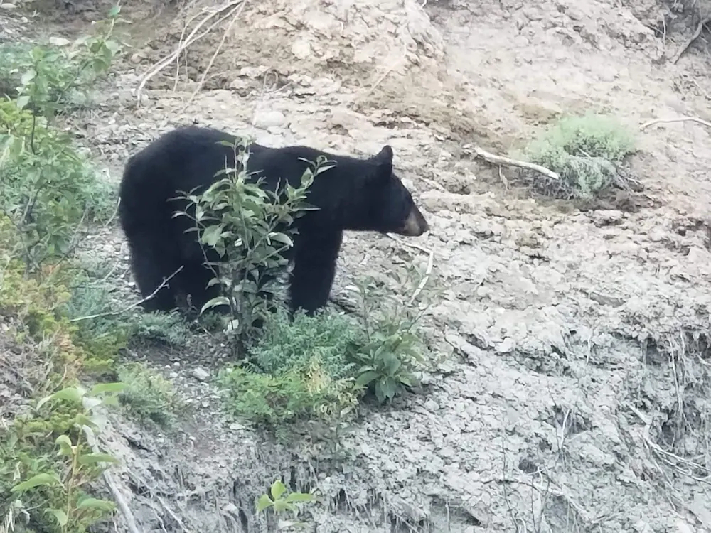 Denali Wild Stay