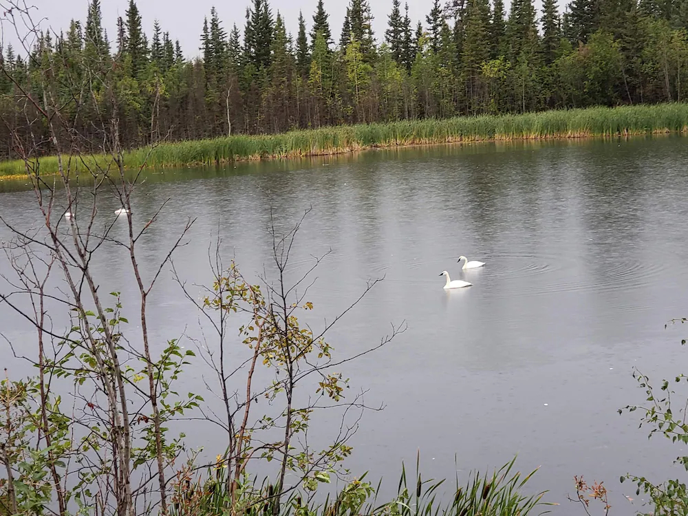 Denali Wild Stay