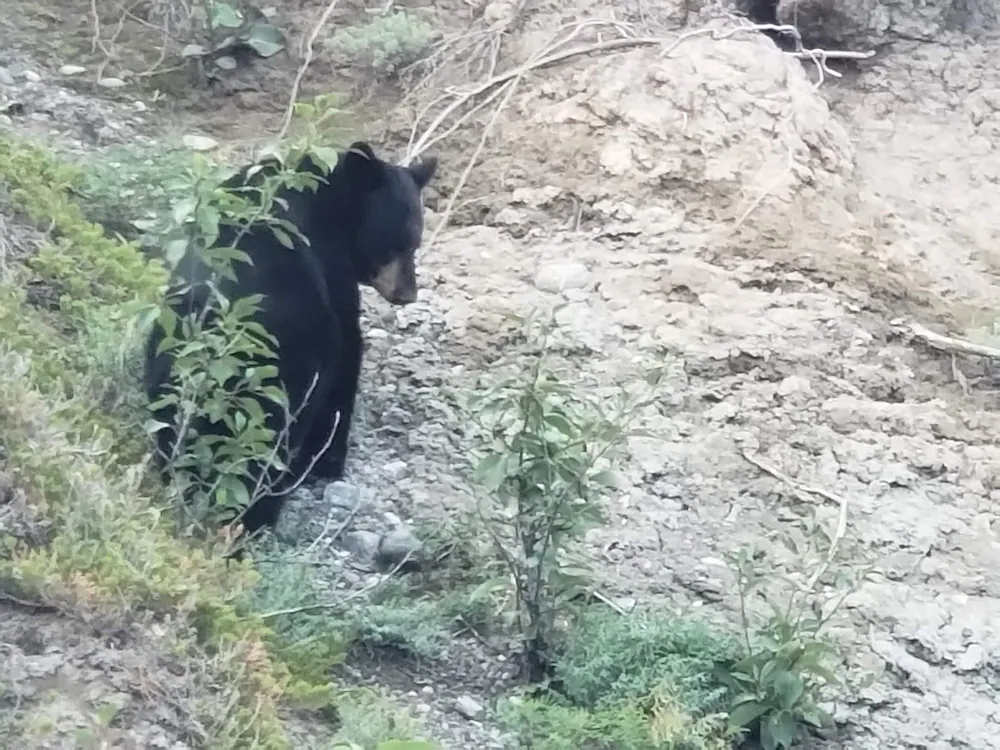 Denali Wild Stay