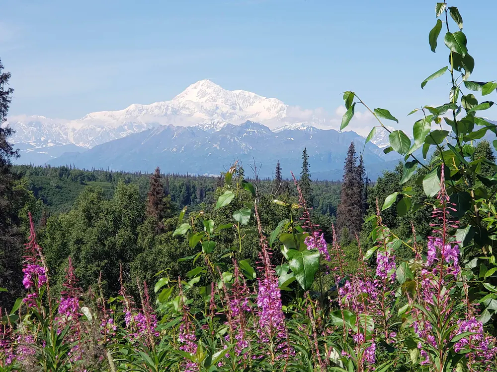Denali Wild Stay