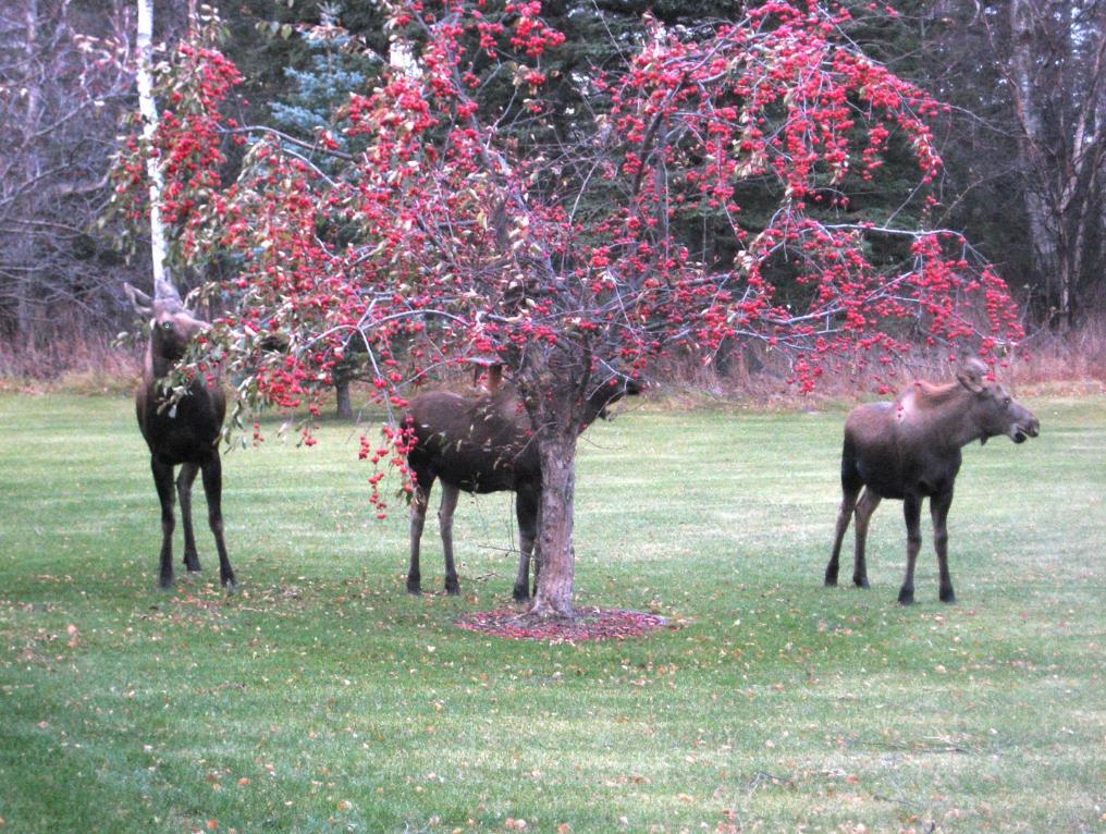 Alaska Garden Gate B&B and Cottages
