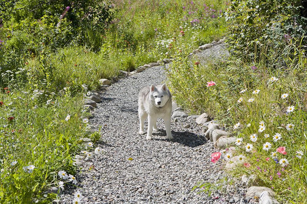 Alaska Garden Gate B&B and Cottages