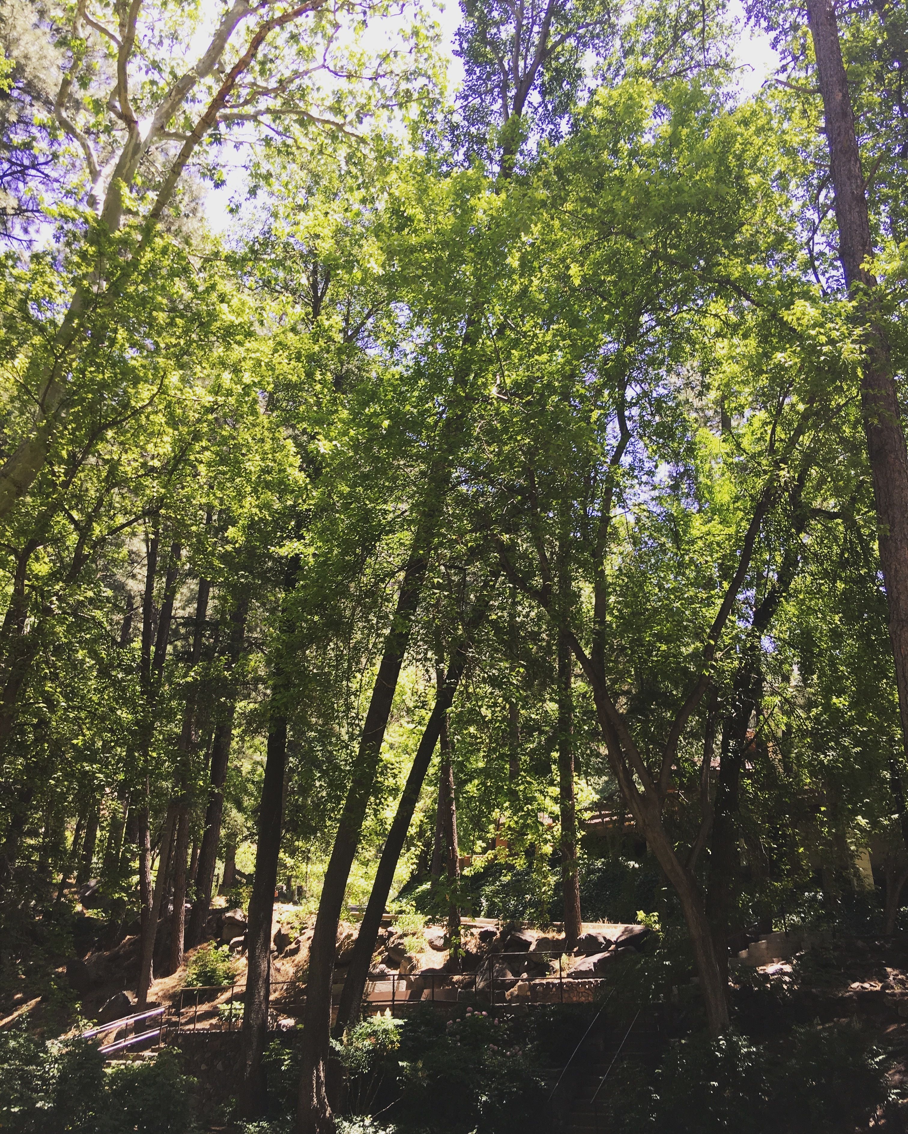 Junipine Resort