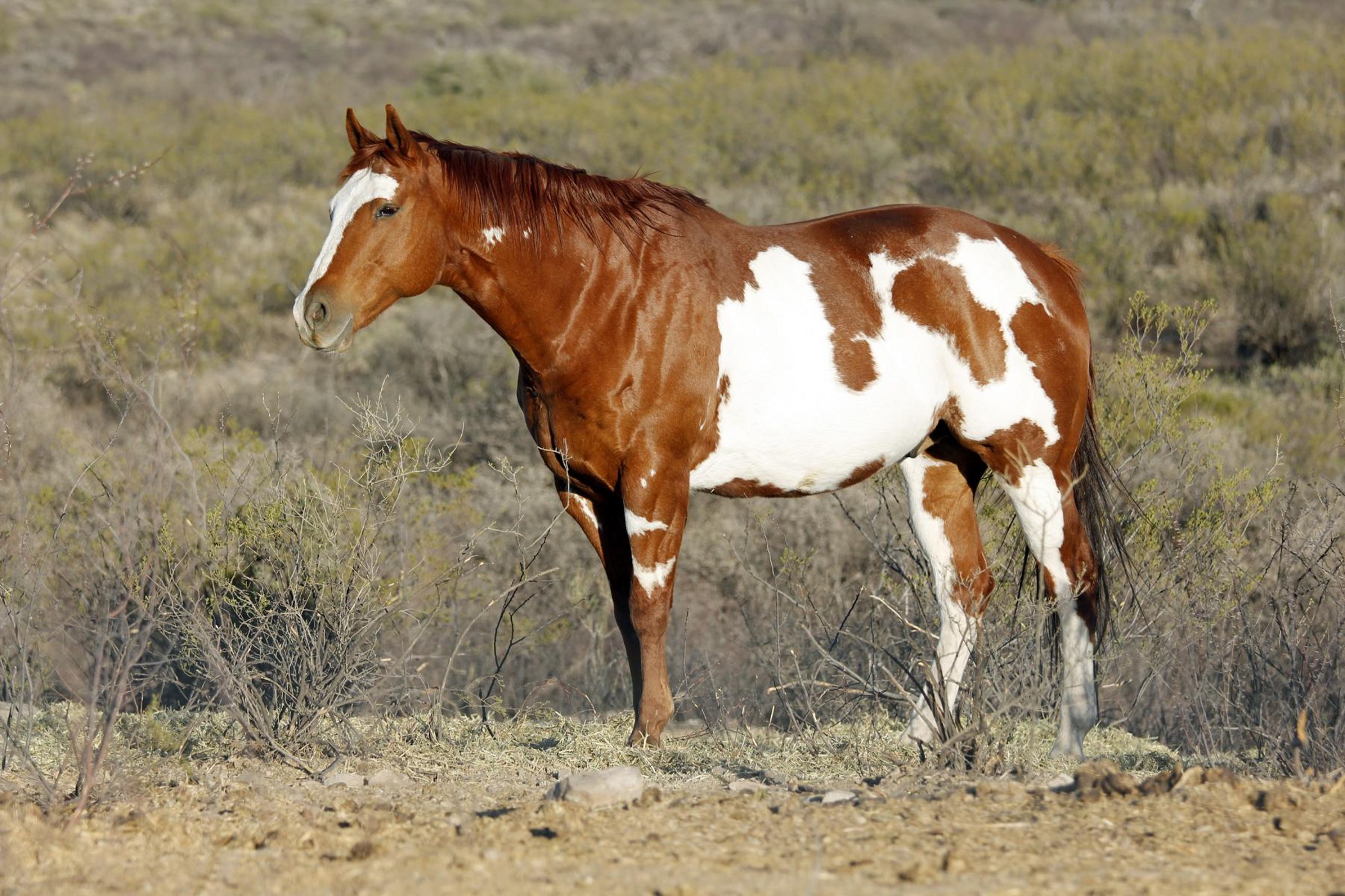 Tombstone Monument Ranch
