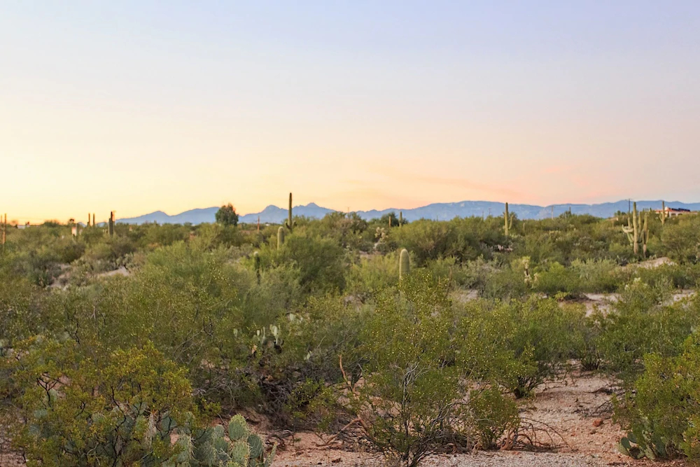 Saguaro Serenity by Casago