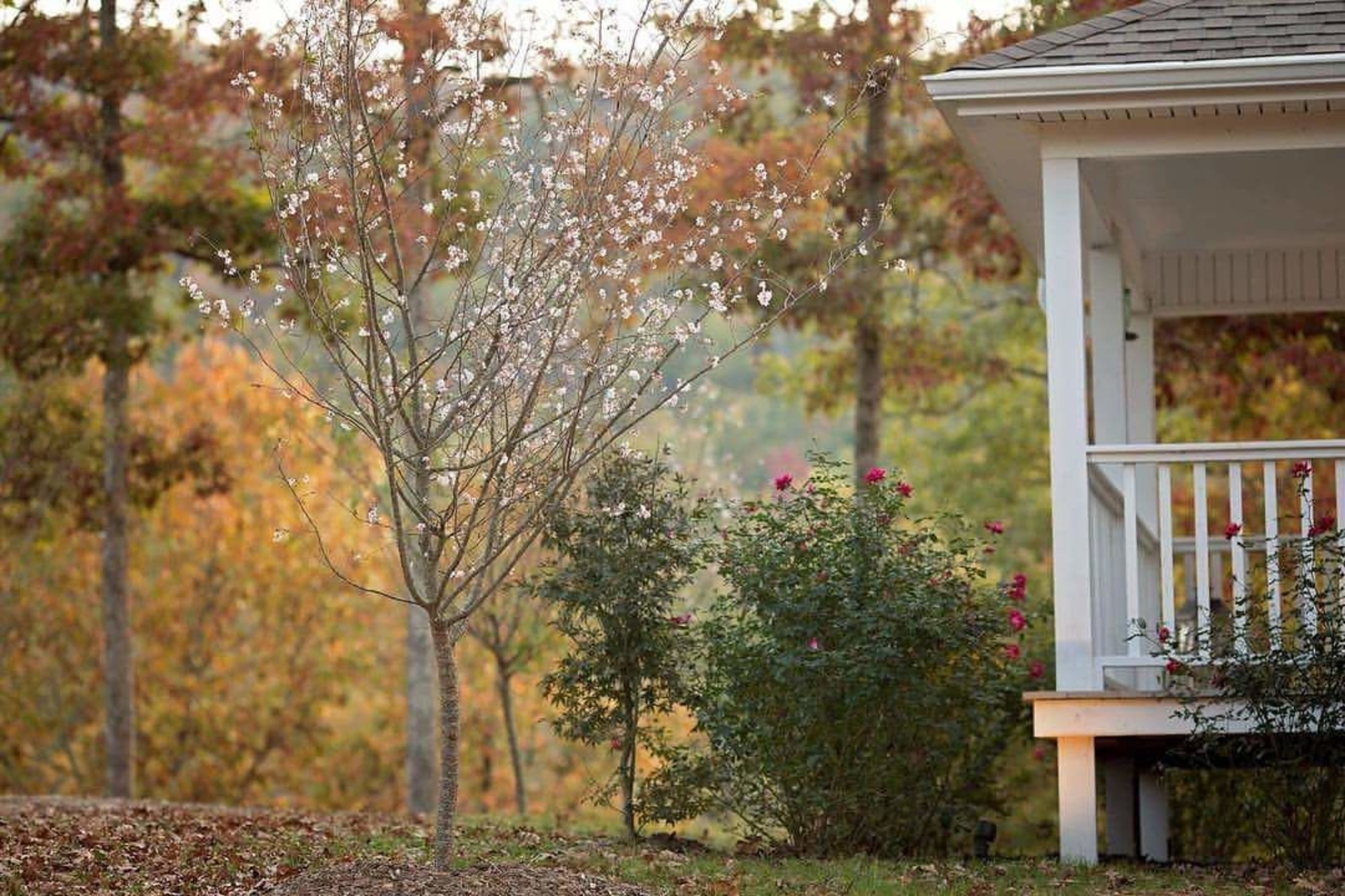 Stonehill Cottages