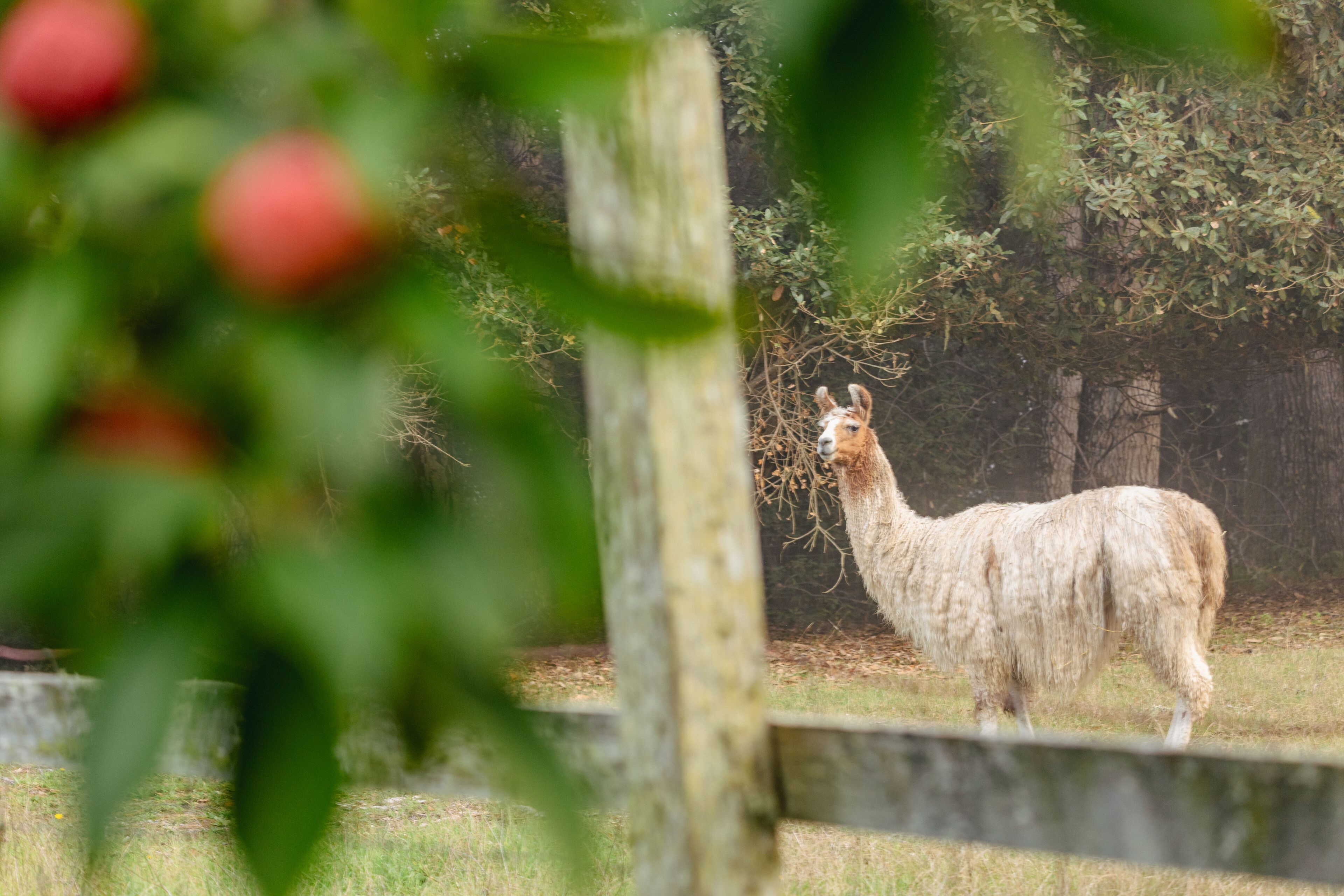 SCP Mendocino Inn and Farm