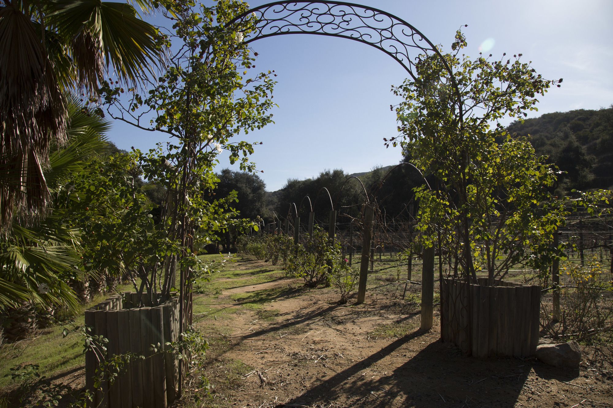 Vineyard Hacienda