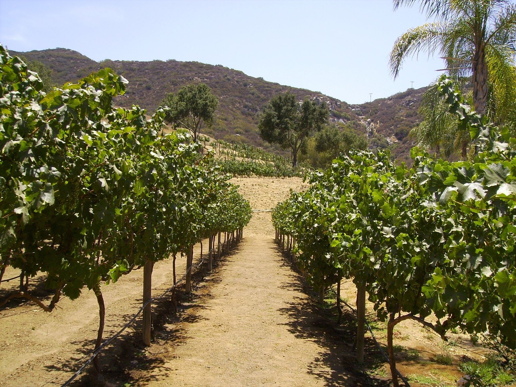 Vineyard Hacienda