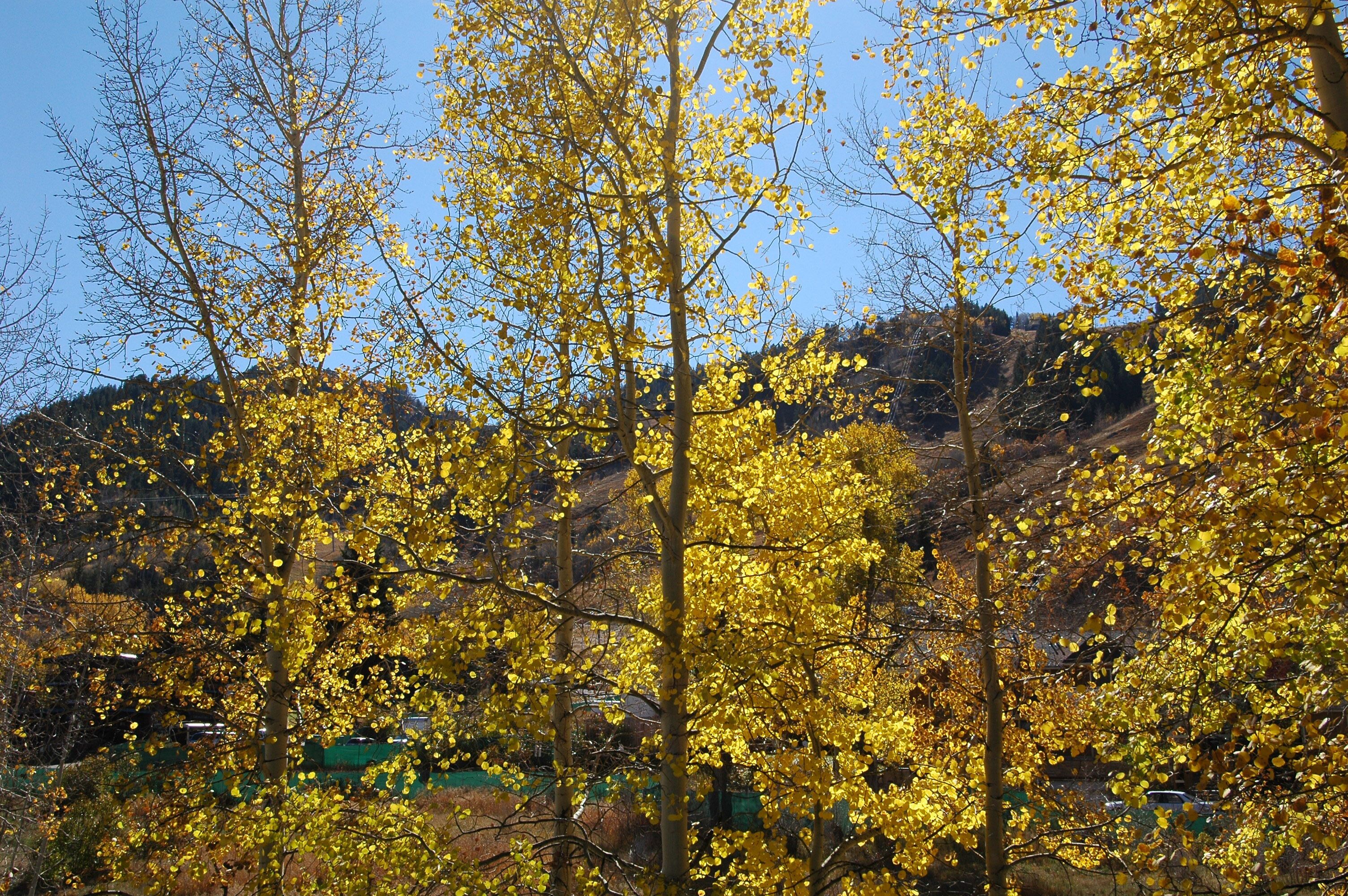 Frias Properties of Aspen