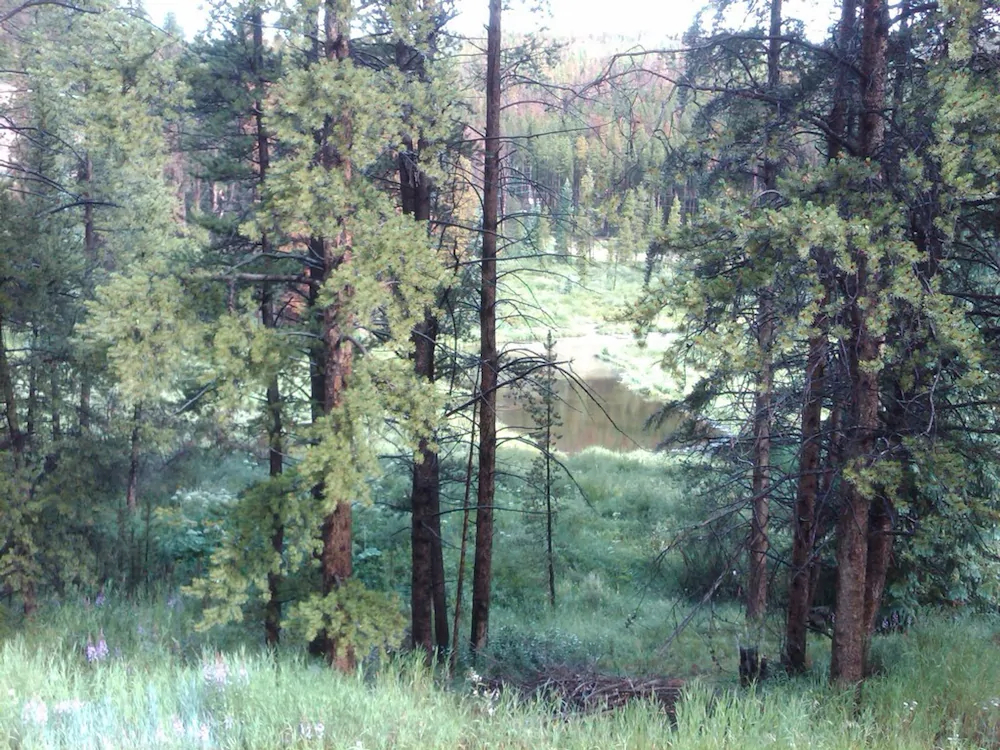 Black Bear Crossing