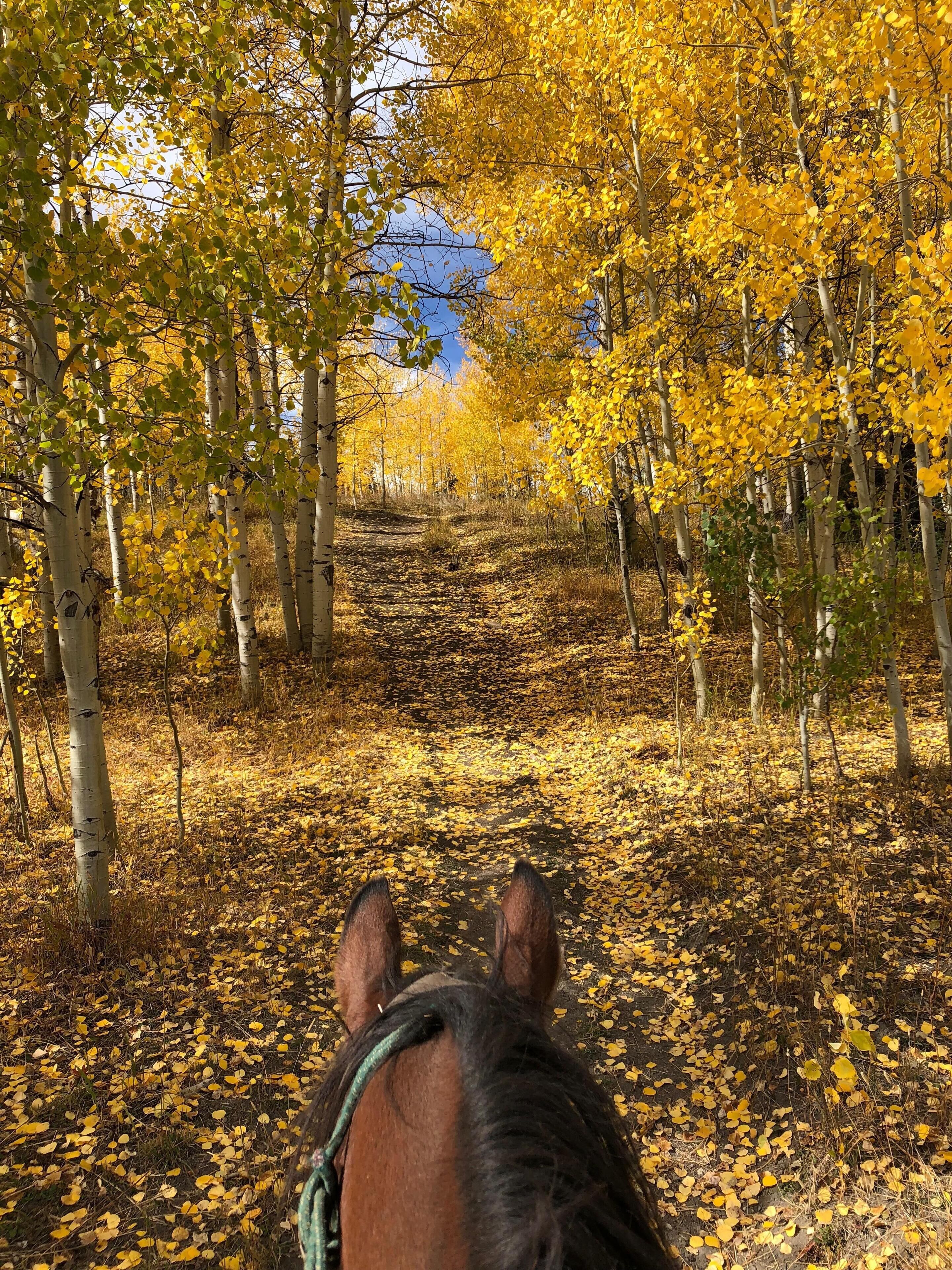 Vista Verde Ranch