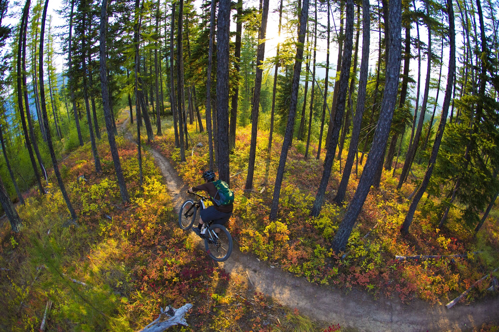 Black Bear Lodge