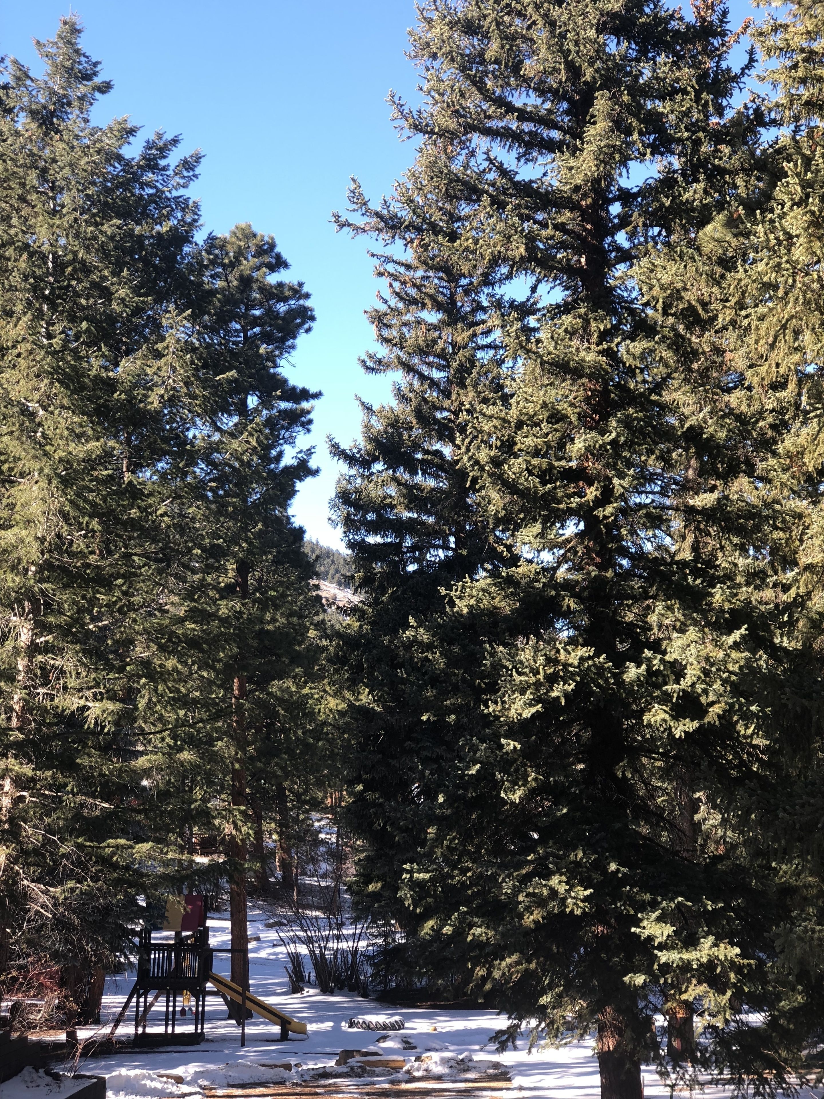Ponderosa Lodge