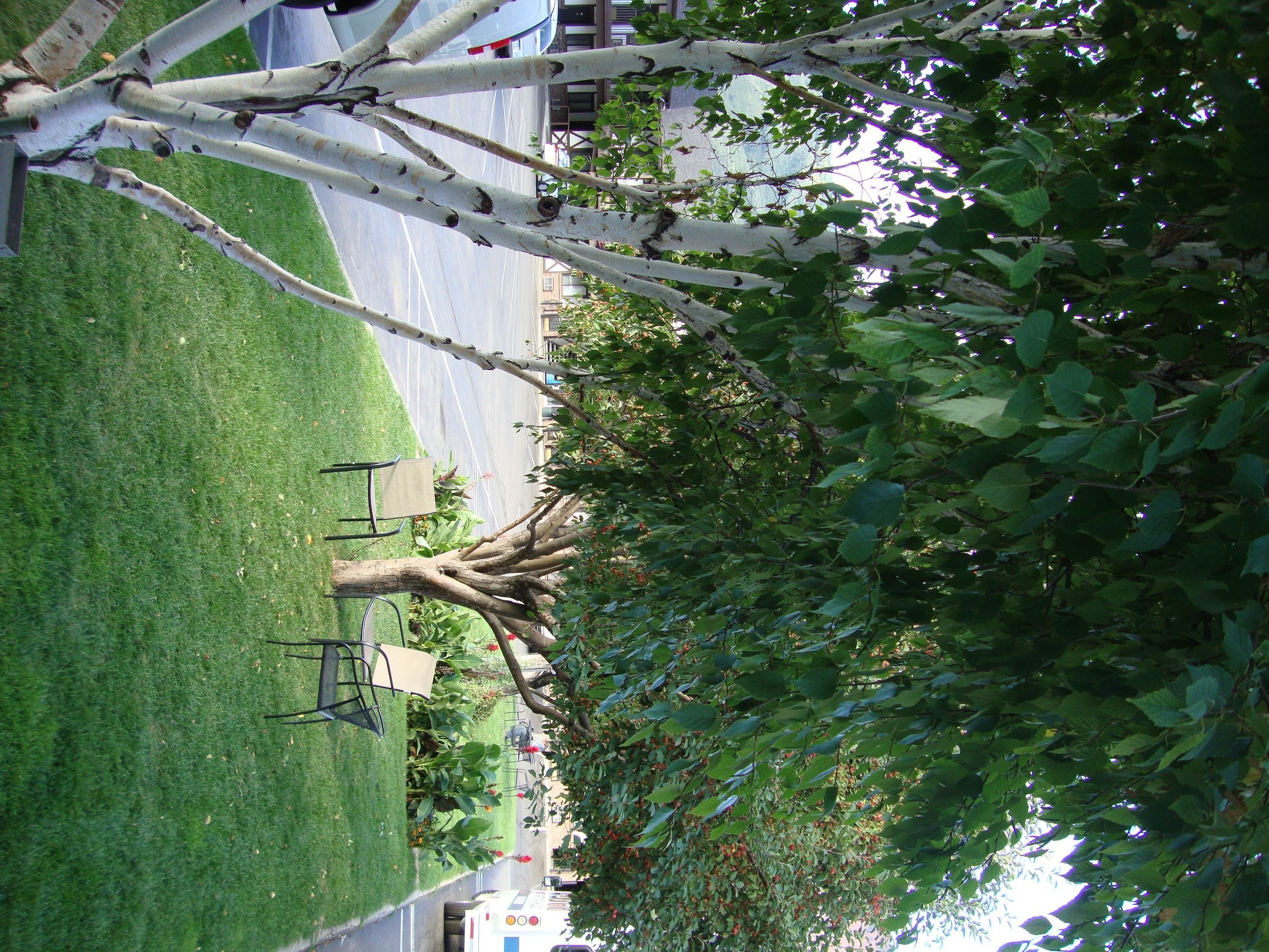 Silver Spruce Motel