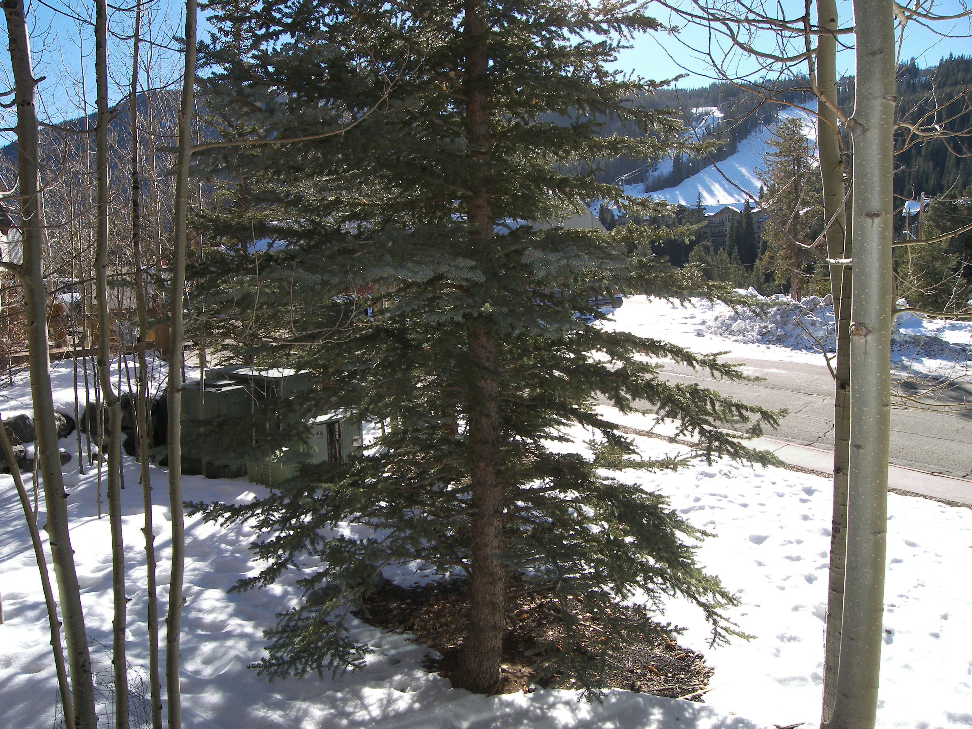 Arapahoe Lodge