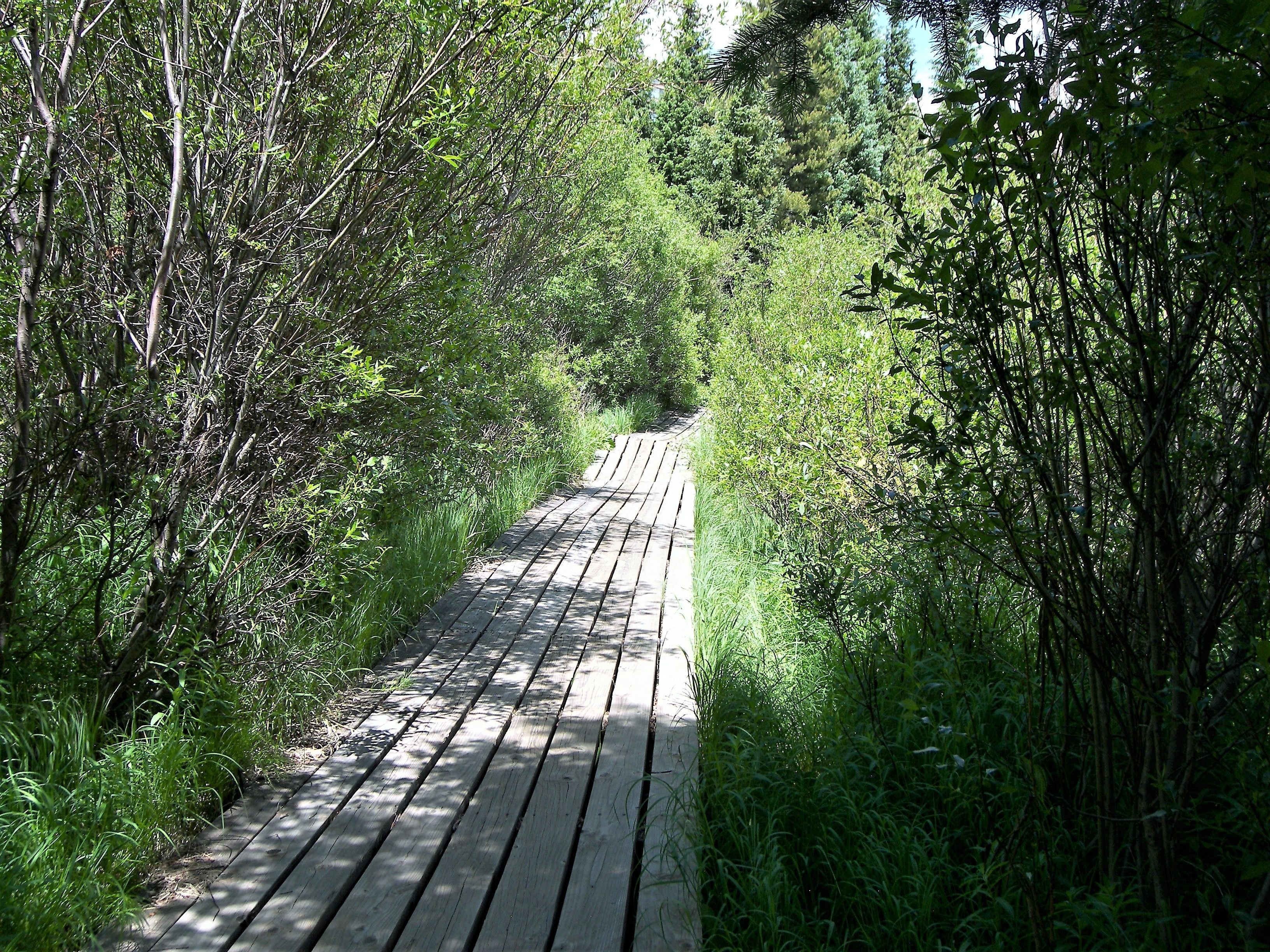 Buffalo Ridge
