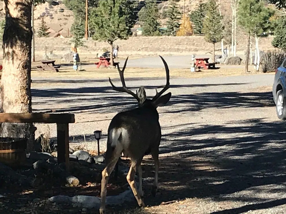 Grandview Cabins & RV Resort