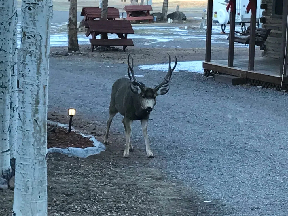 Grandview Cabins & RV Resort