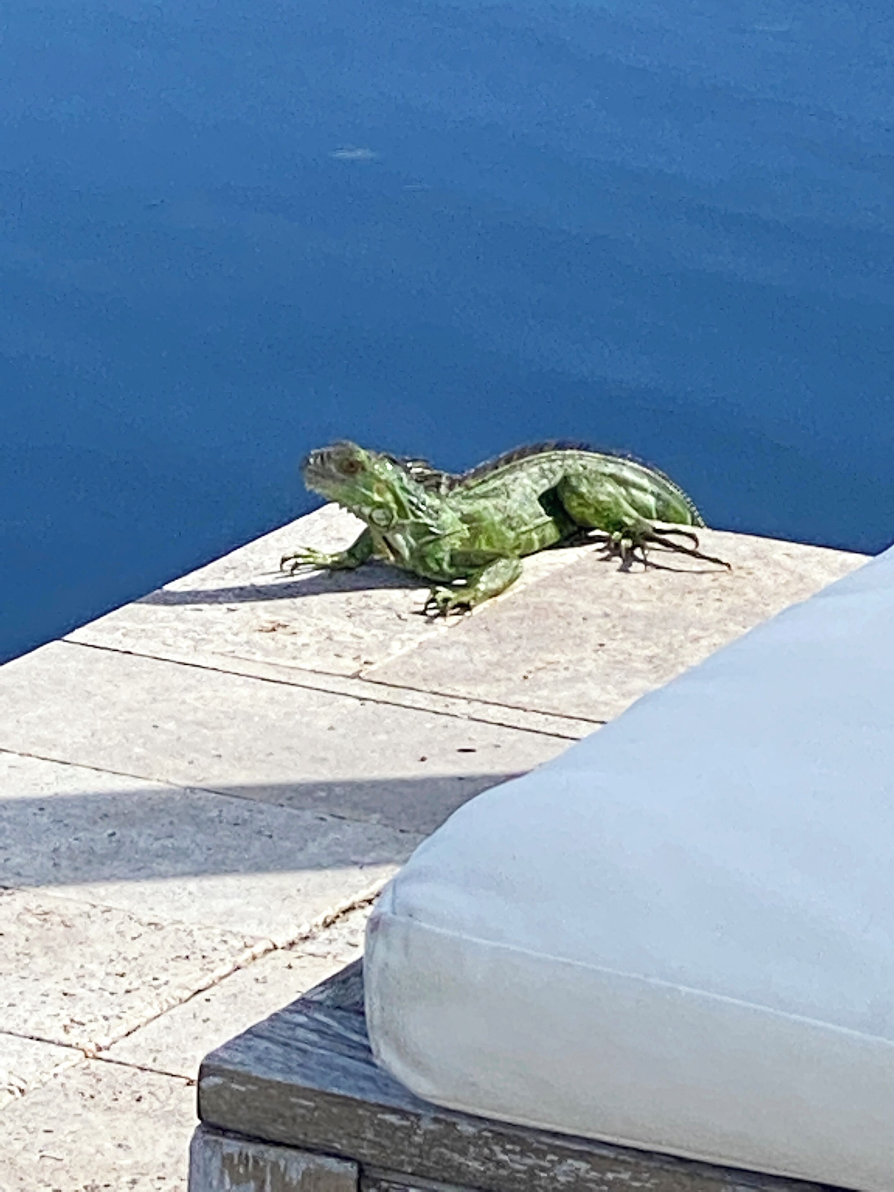 Tarpon Harbor Vacation Rentals