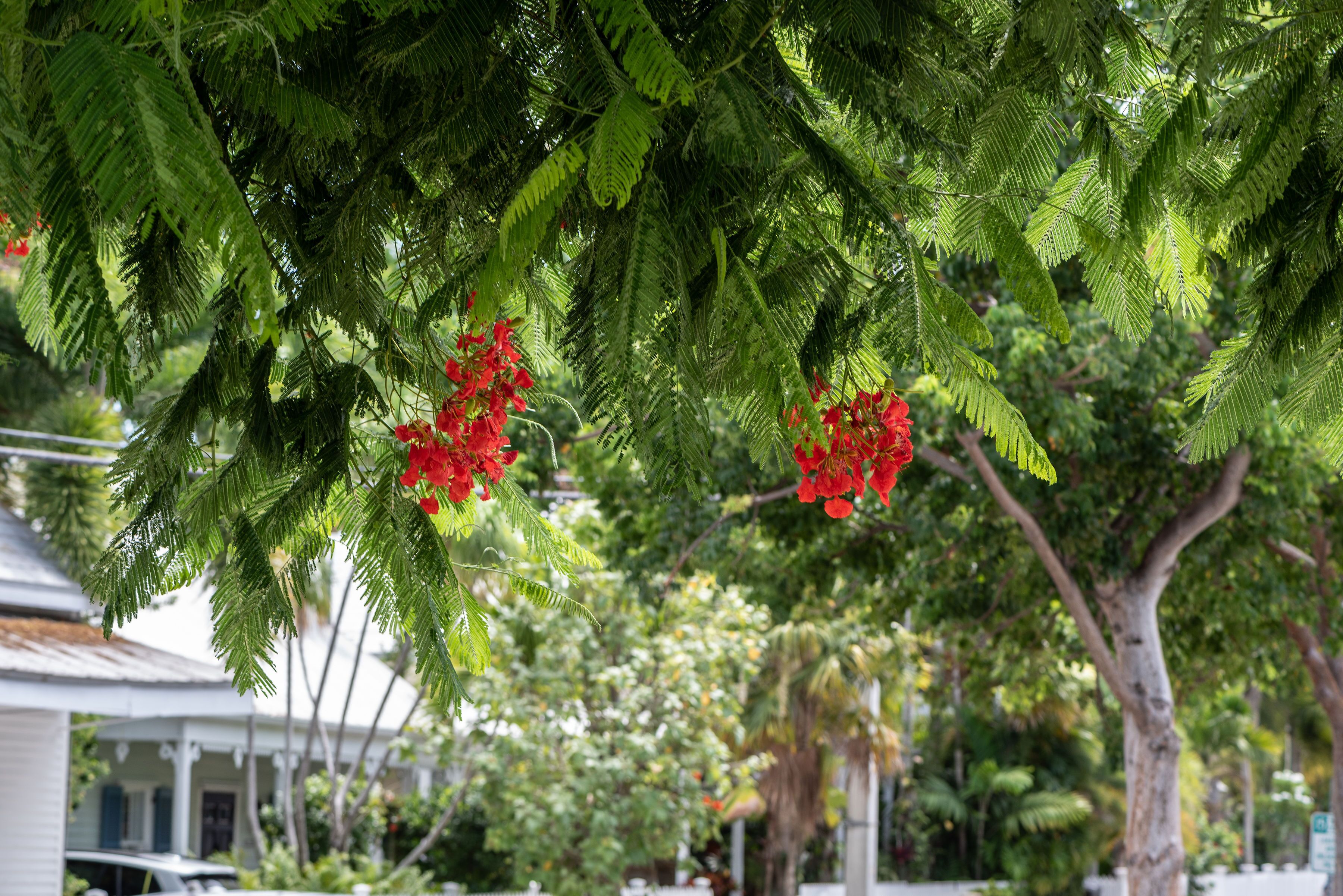 Frances Street Bottle Inn