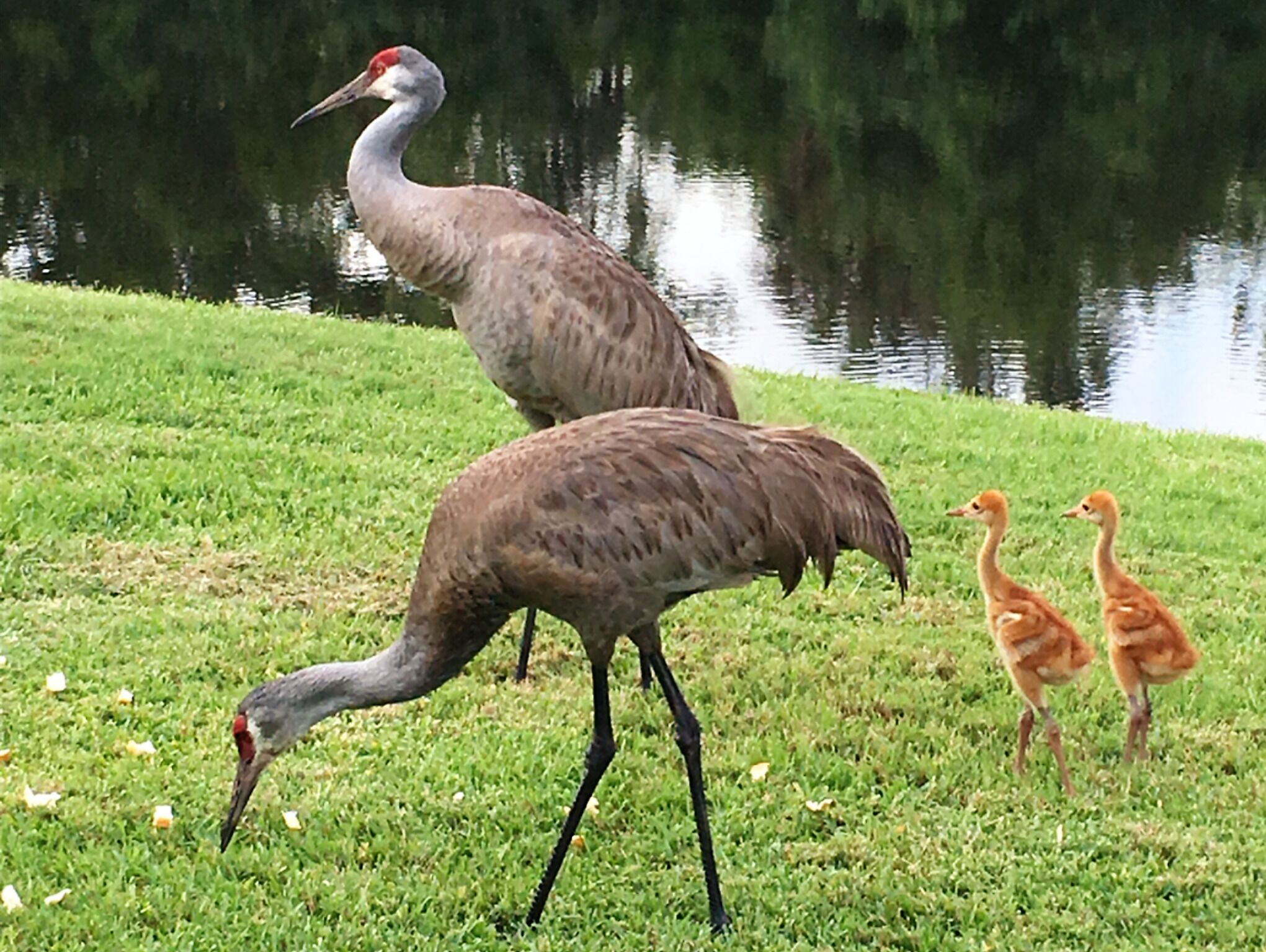 Cumbrian Lakes Villas