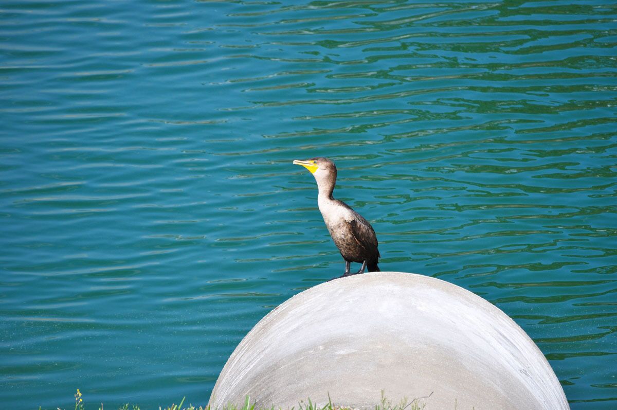 Emerald Island Resort
