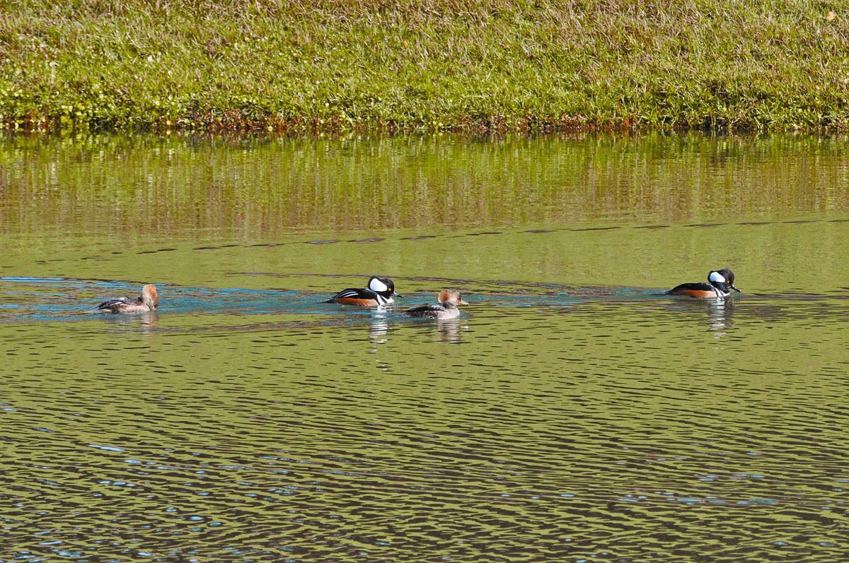 Emerald Island Resort