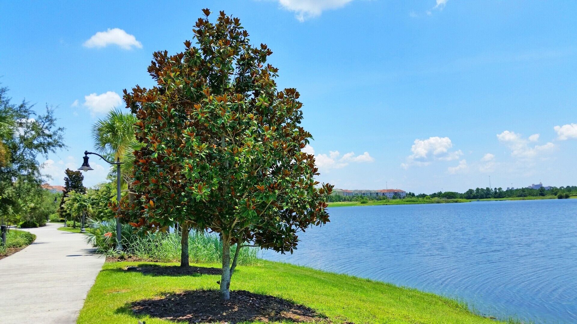 Lake Front Oasis