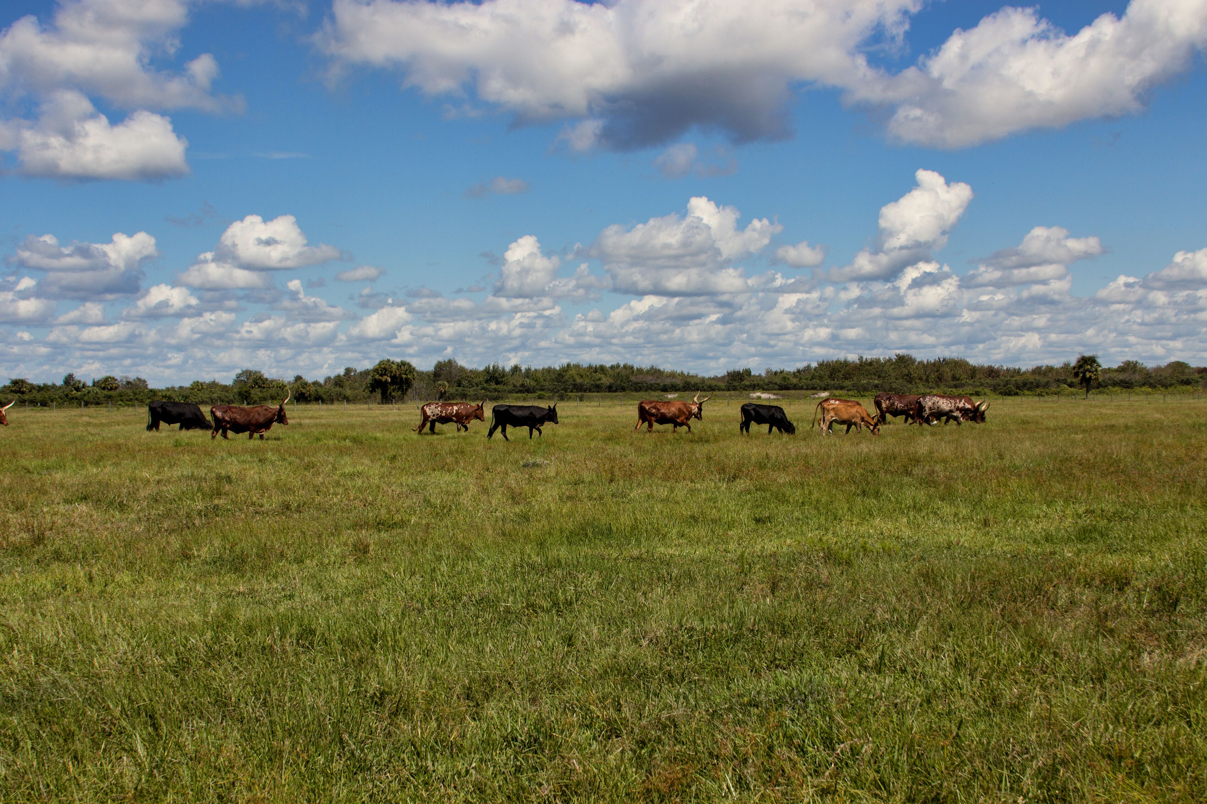 Westgate River Ranch Resort & Rodeo