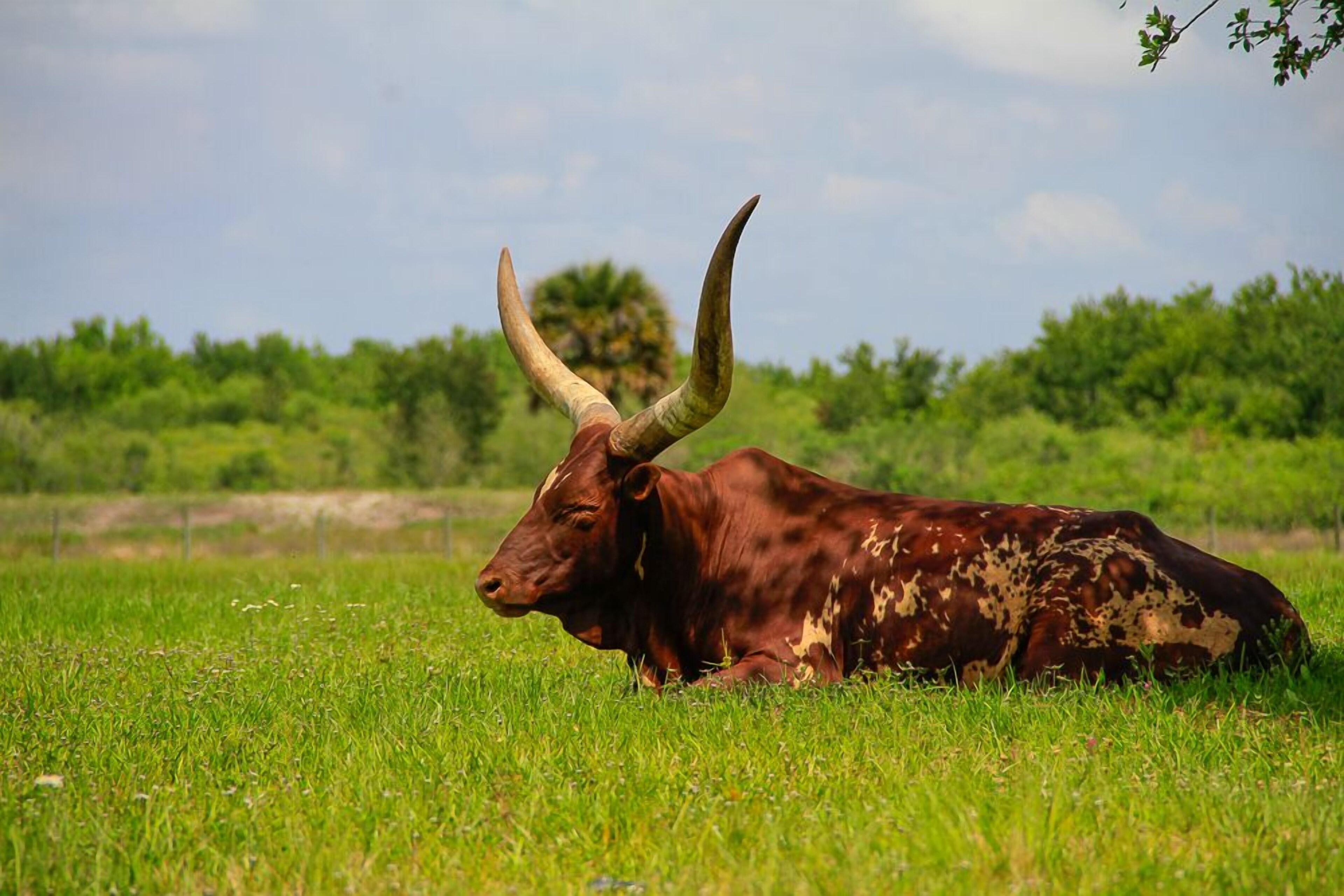 Westgate River Ranch Resort & Rodeo