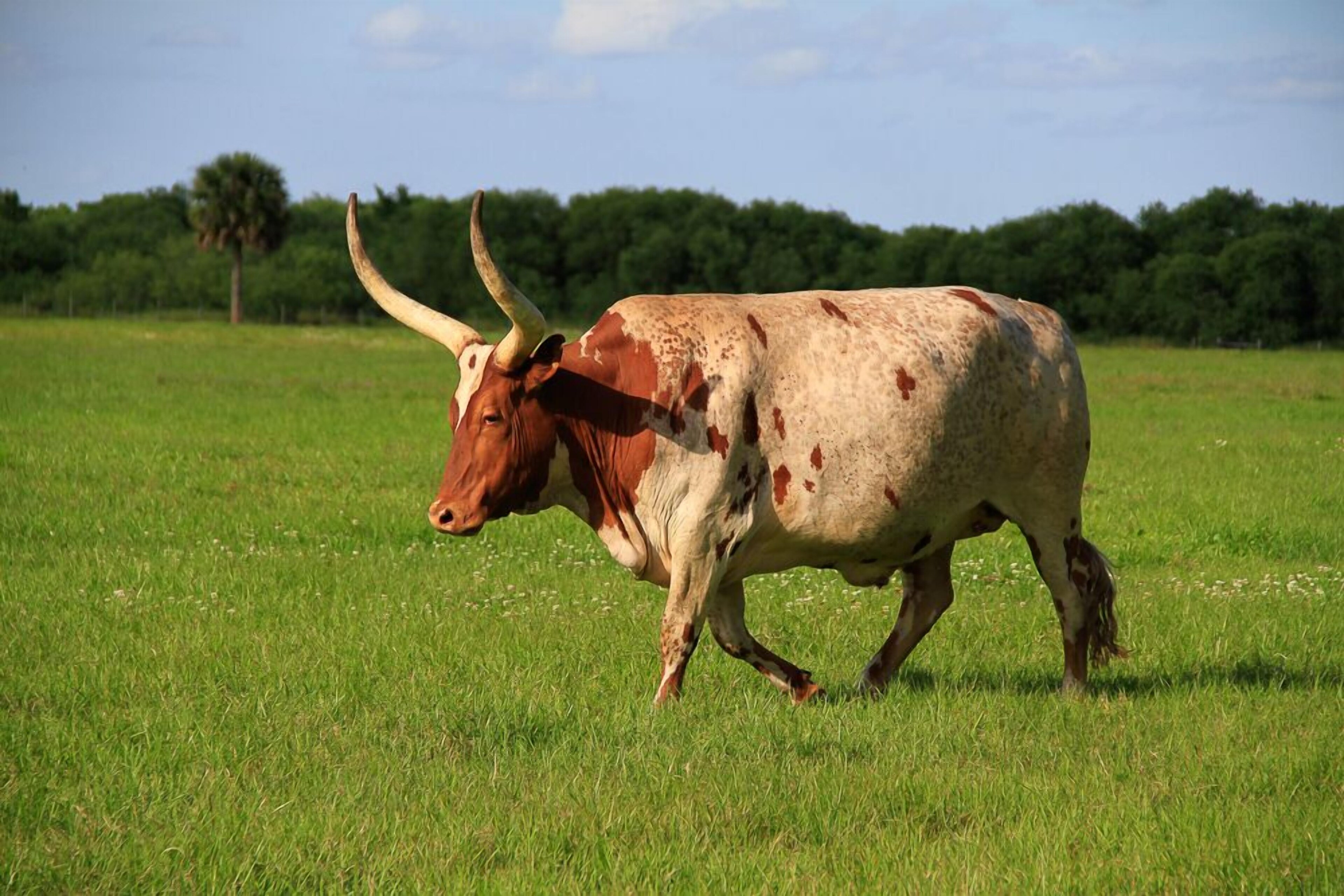 Westgate River Ranch Resort & Rodeo