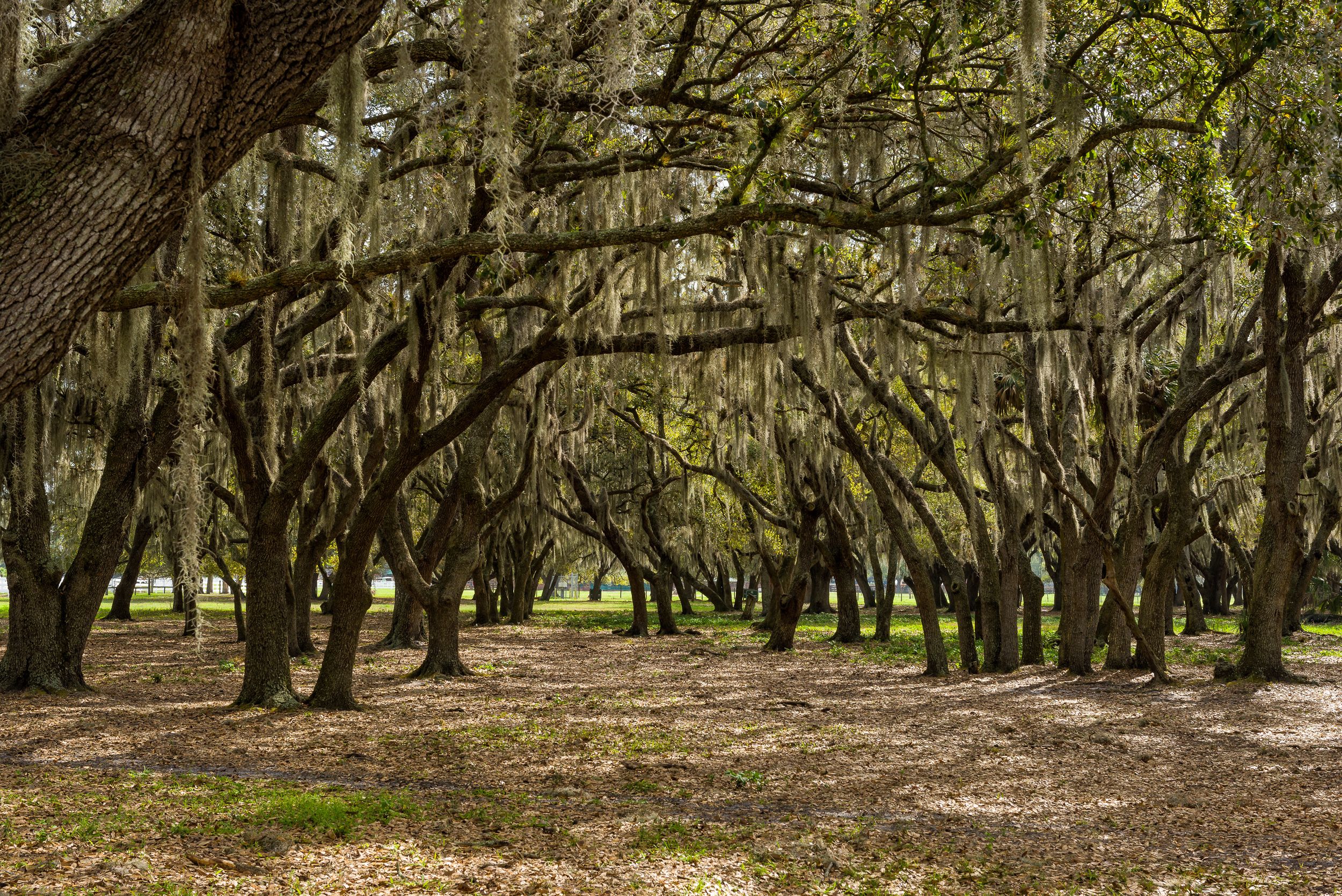 Westgate River Ranch Resort & Rodeo