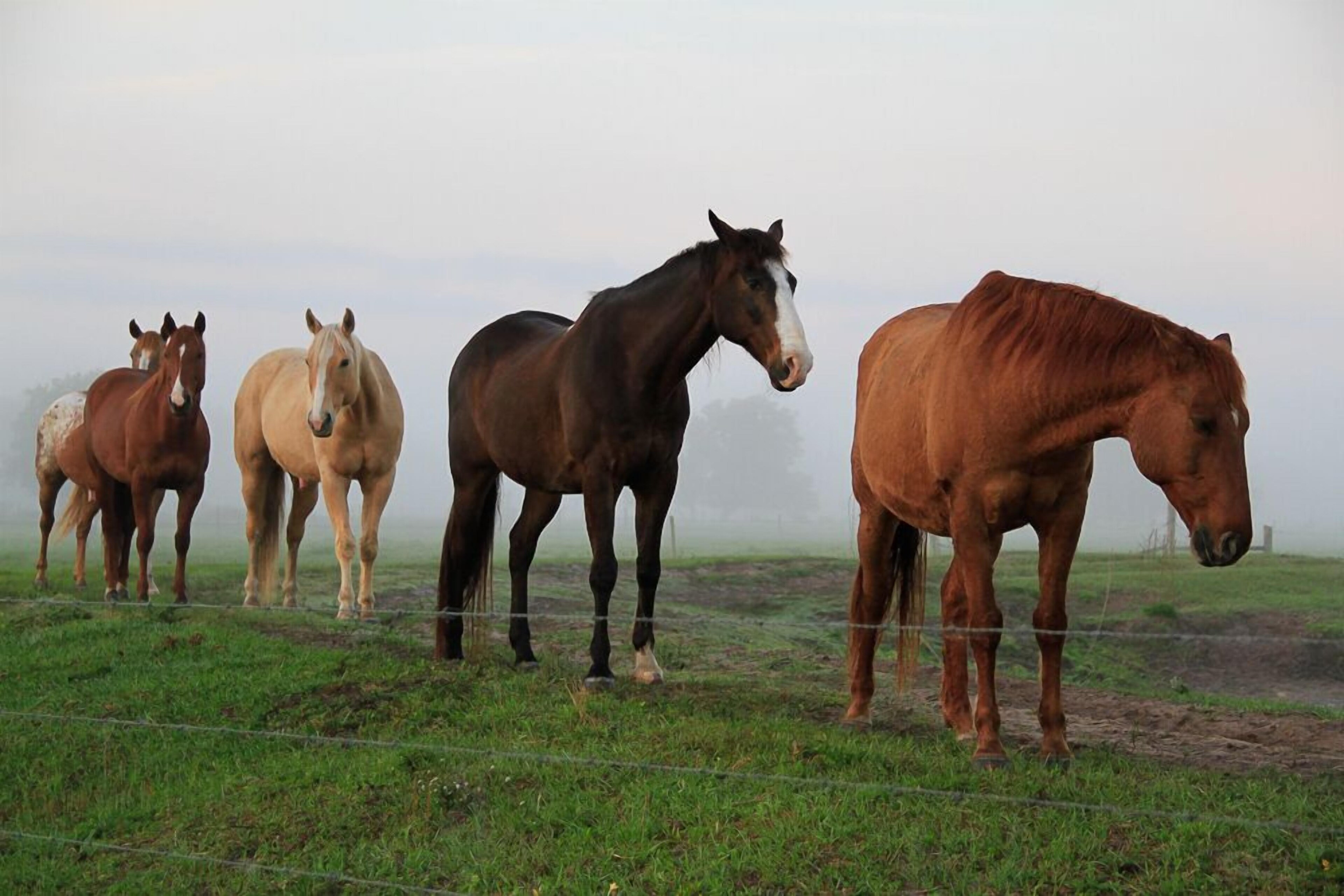 Westgate River Ranch Resort & Rodeo