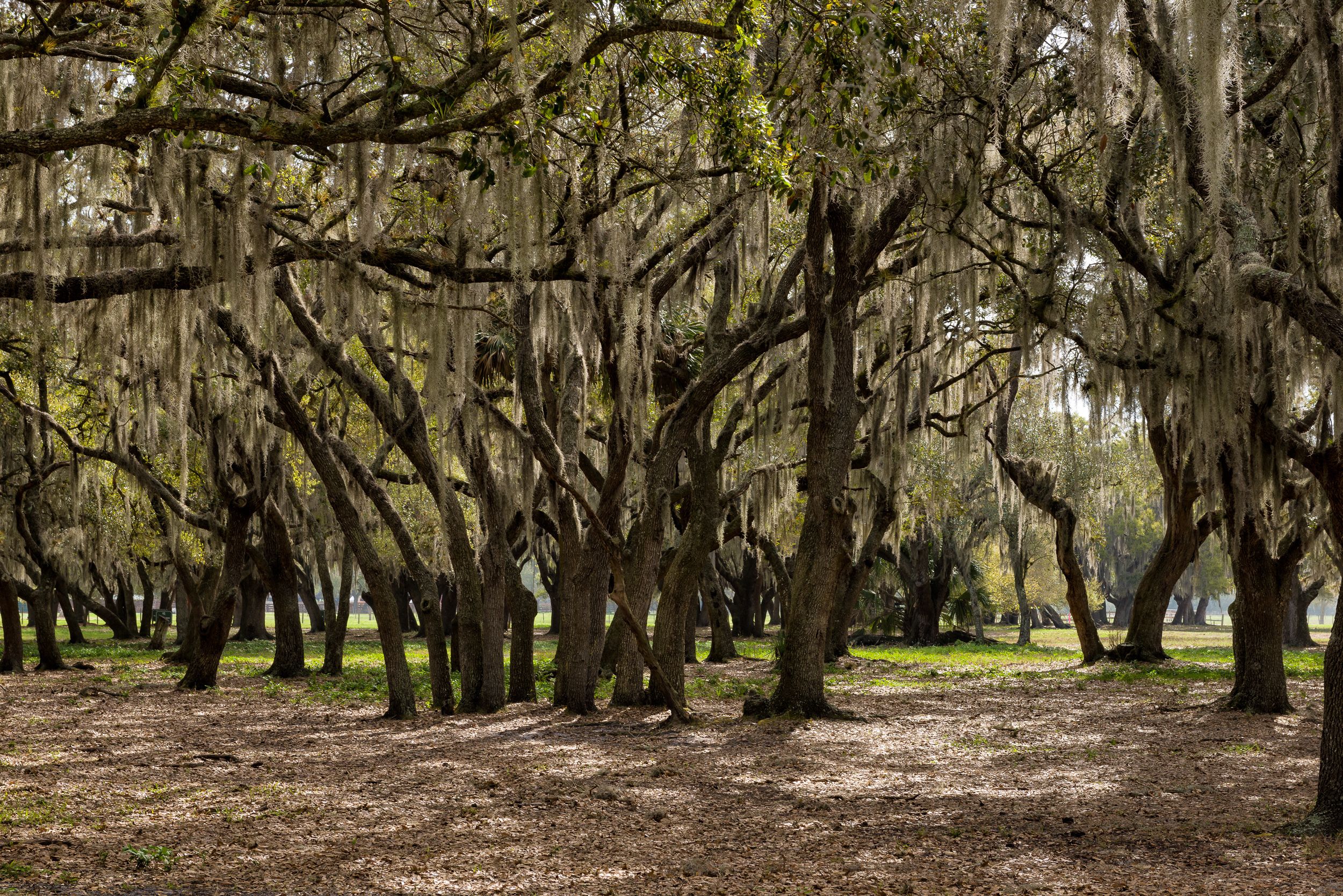 Westgate River Ranch Resort & Rodeo