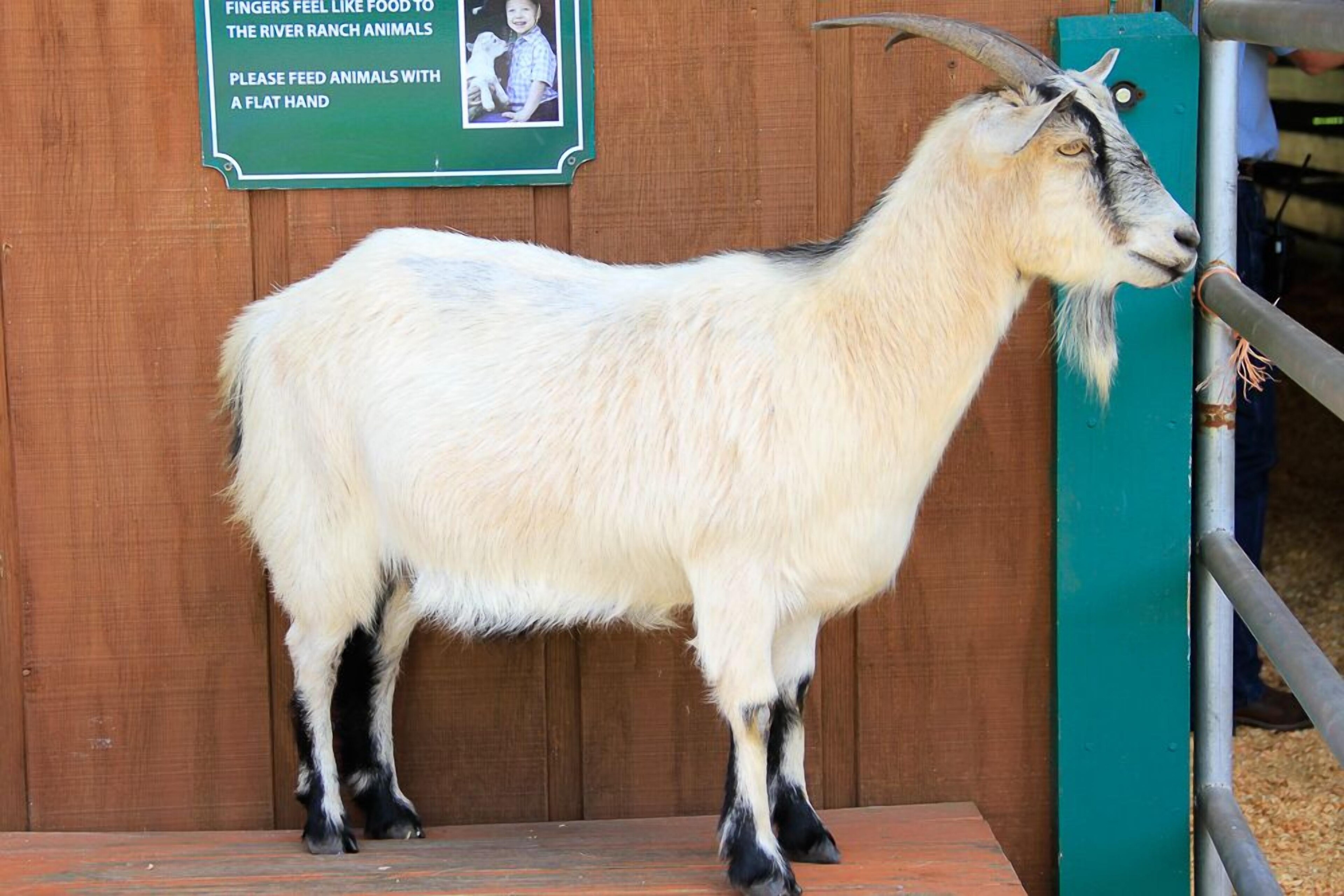 Westgate River Ranch Resort & Rodeo