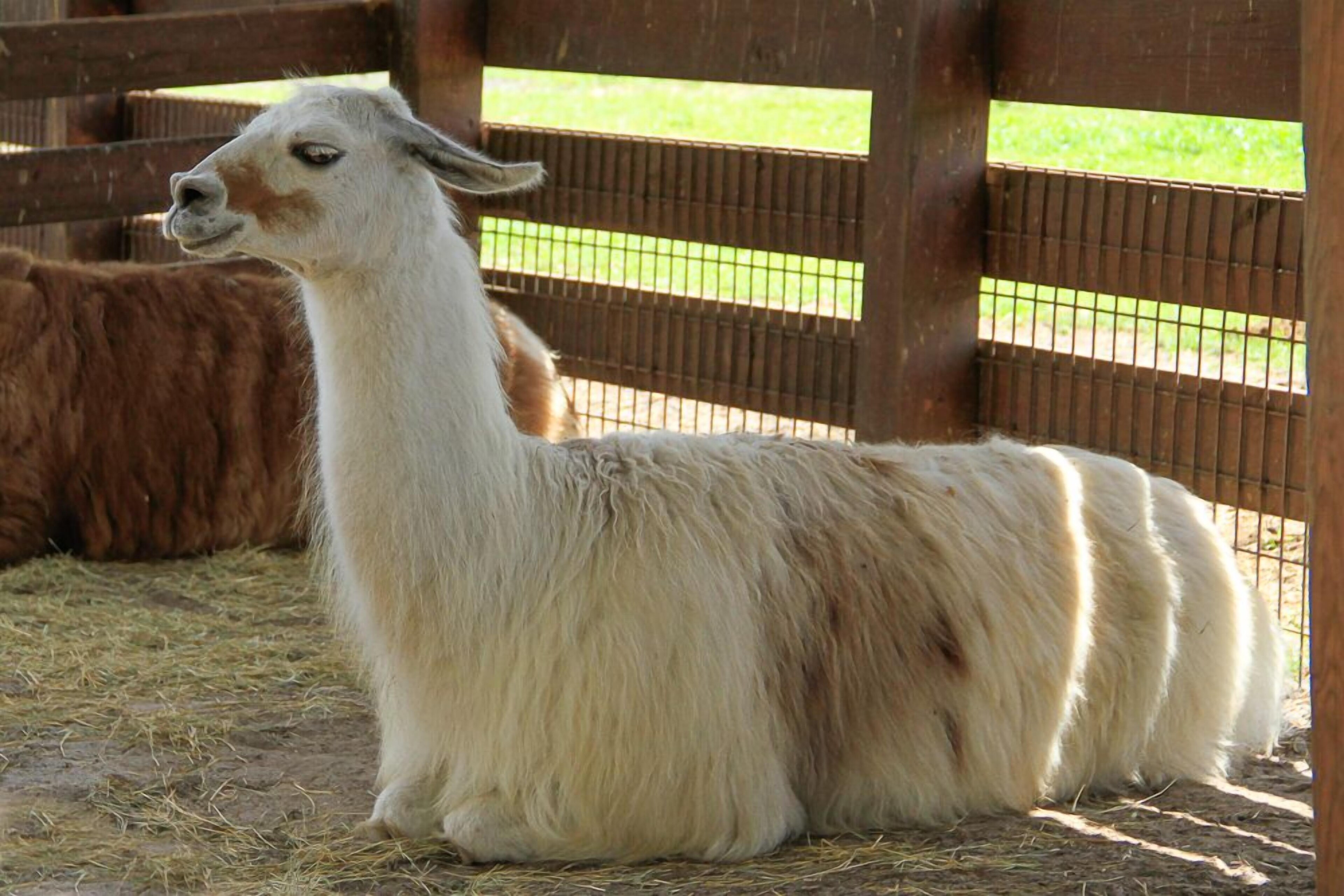 Westgate River Ranch Resort & Rodeo