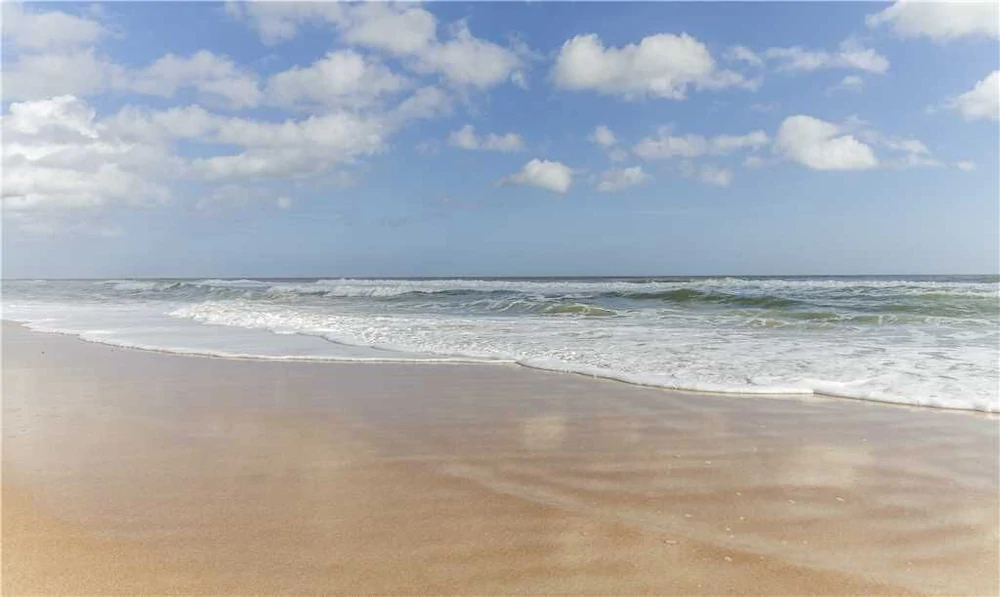 Seastar Sandbar