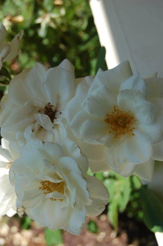 Serenity Pointe Bed and Breakfast