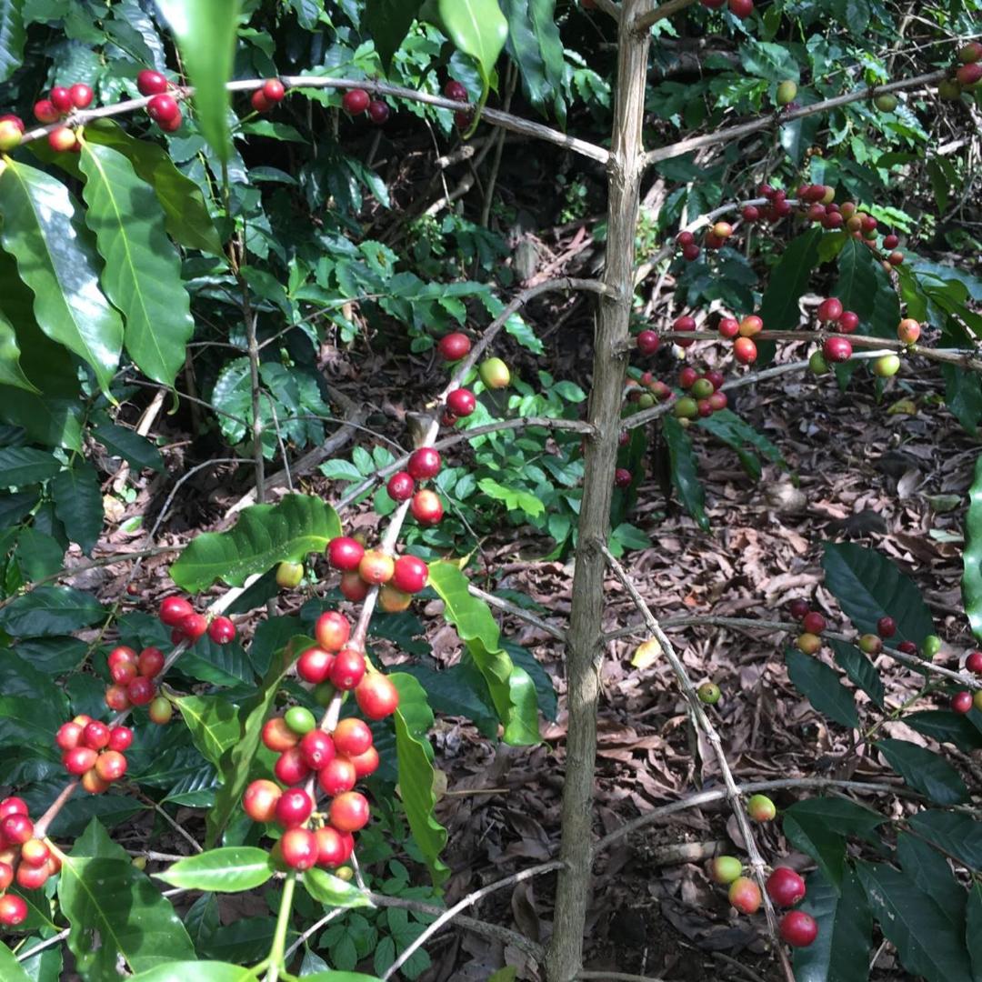 Hawaii Belt Coffee Garden